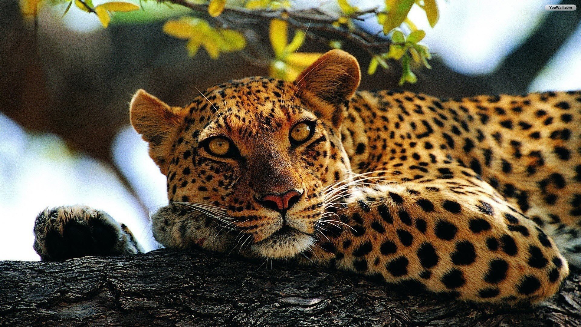 1920x1080 Pictures Of Leopard