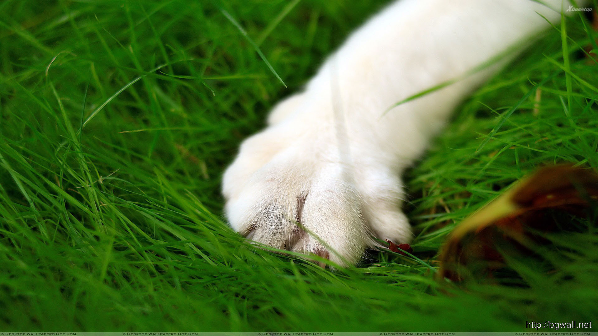 1920x1080 White Dog Paw Closeup On Green Grass Wallpaper