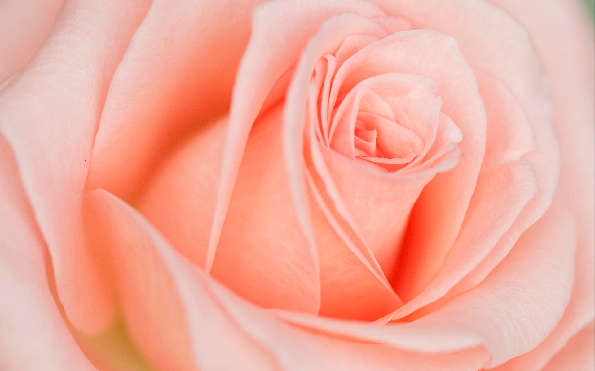1920x1200 Beautiful Light Pink Rose