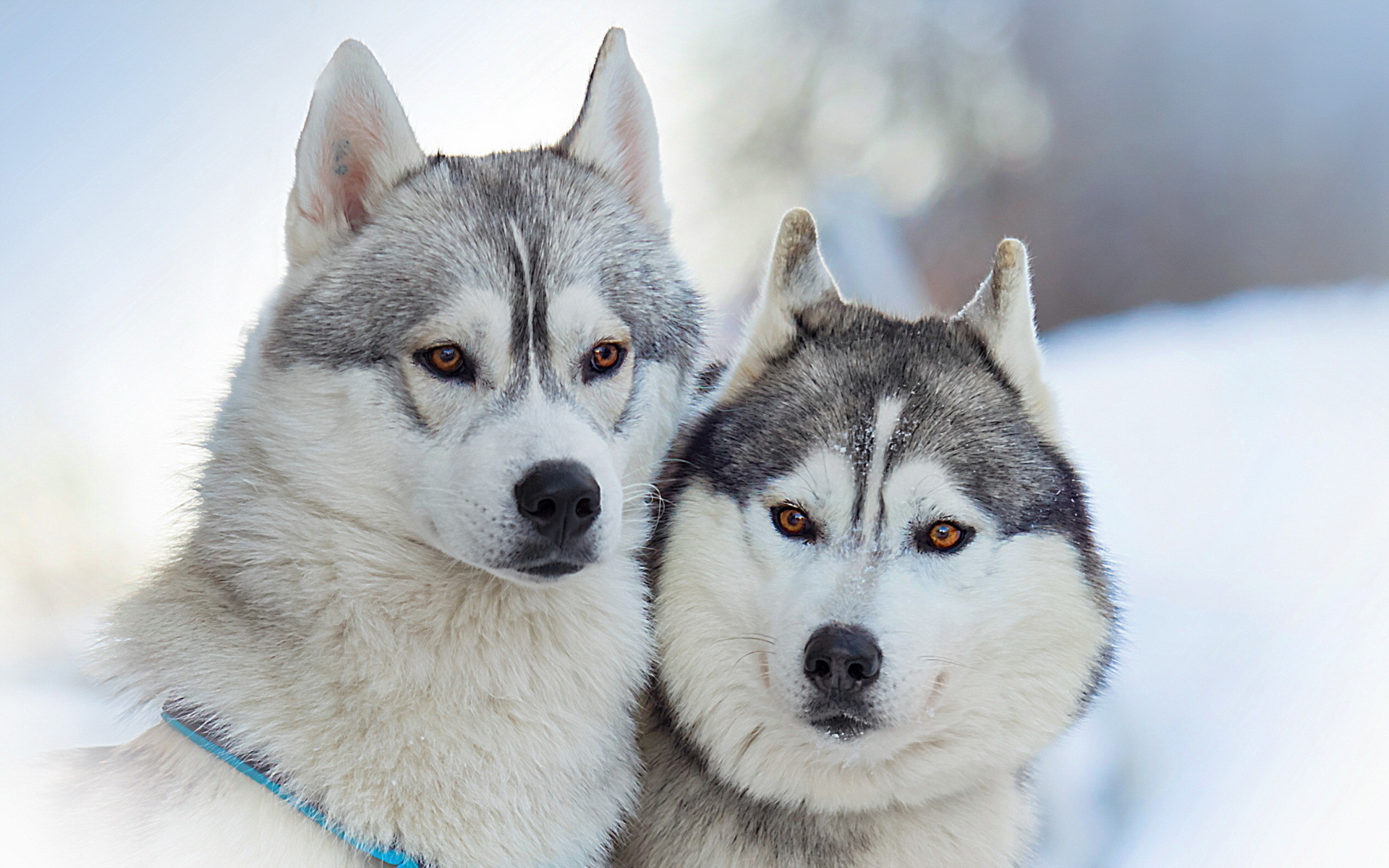 1920x1200 Portrait of Alaskan Malamutes wallpapers and images - wallpapers .