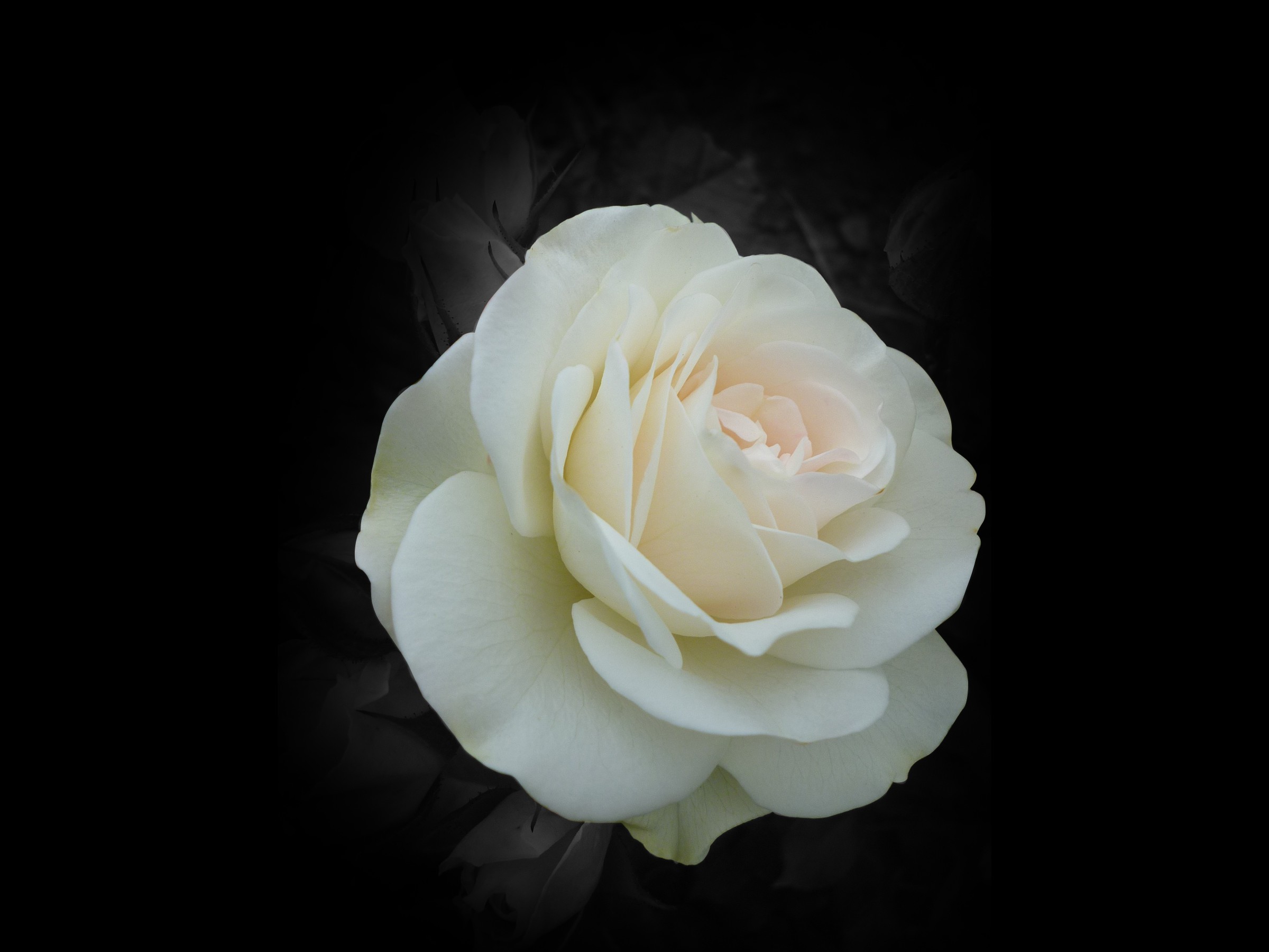 2400x1800 White Rose Widescreen