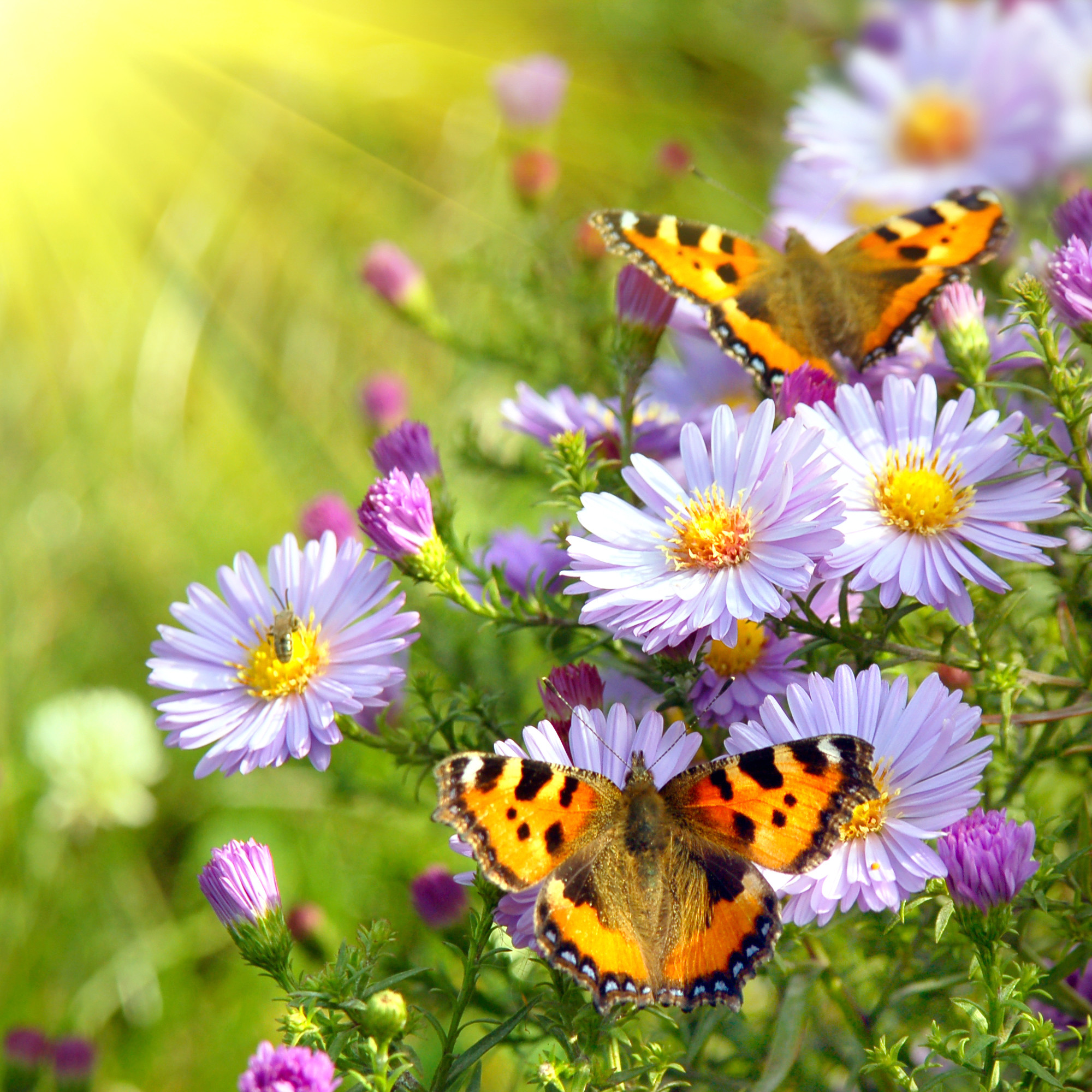 2000x2000 Image for Spring Flowers And Butterflies Cool Wallpapers