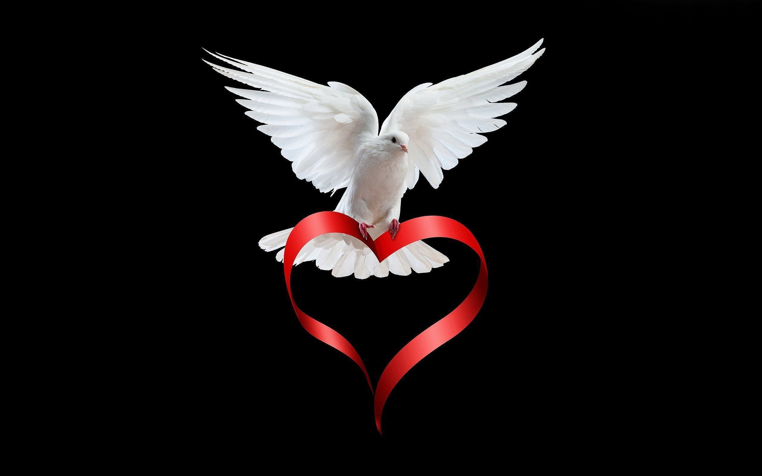 2560x1600 Love white Dove Wallpapers | Pictures
