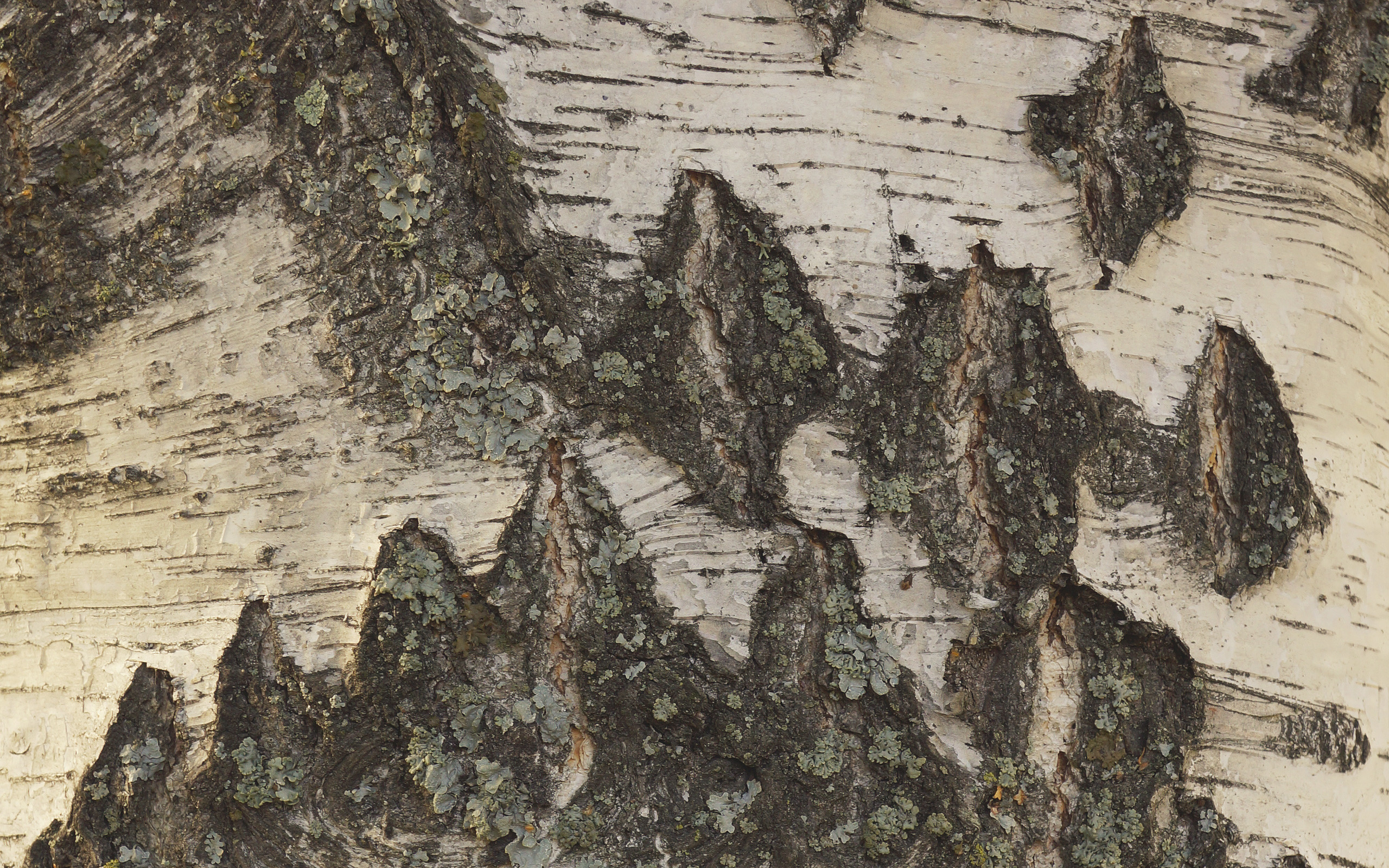 2560x1600 birch bark wallpaper ForWallpapercom 