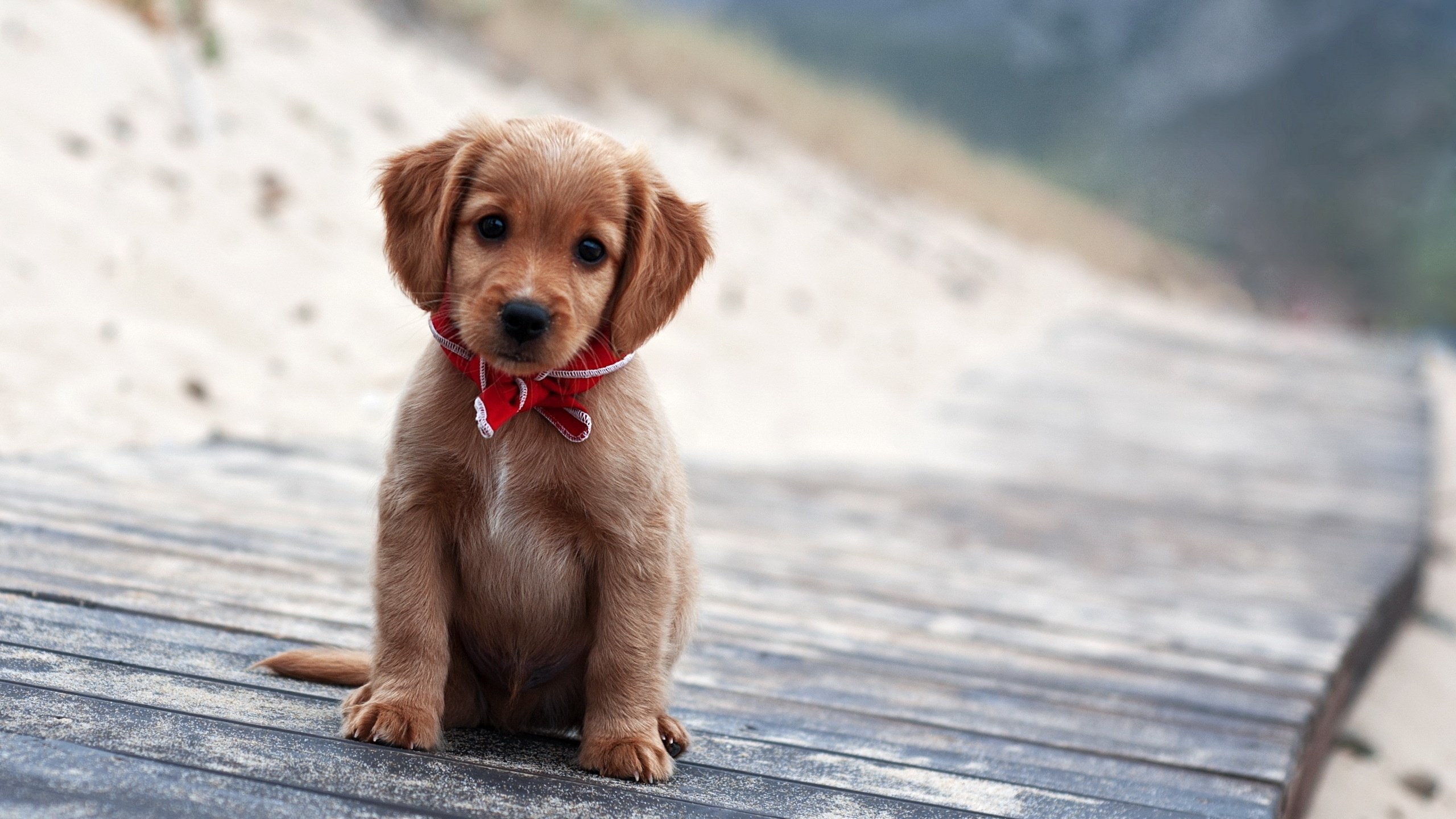 2560x1440 Free Download Cute Puppy Image.