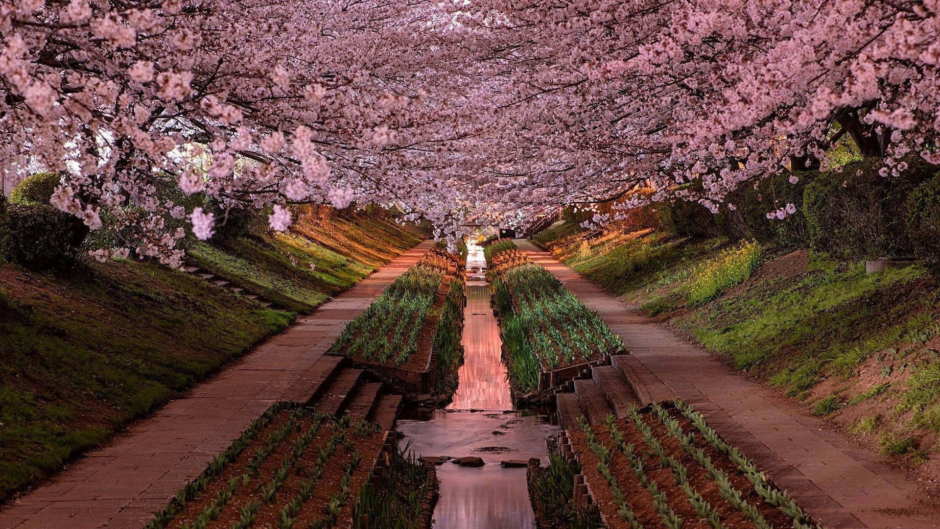 1920x1080 #garden, #Yokohama, #cherry blossom, #Japan, wallpaper