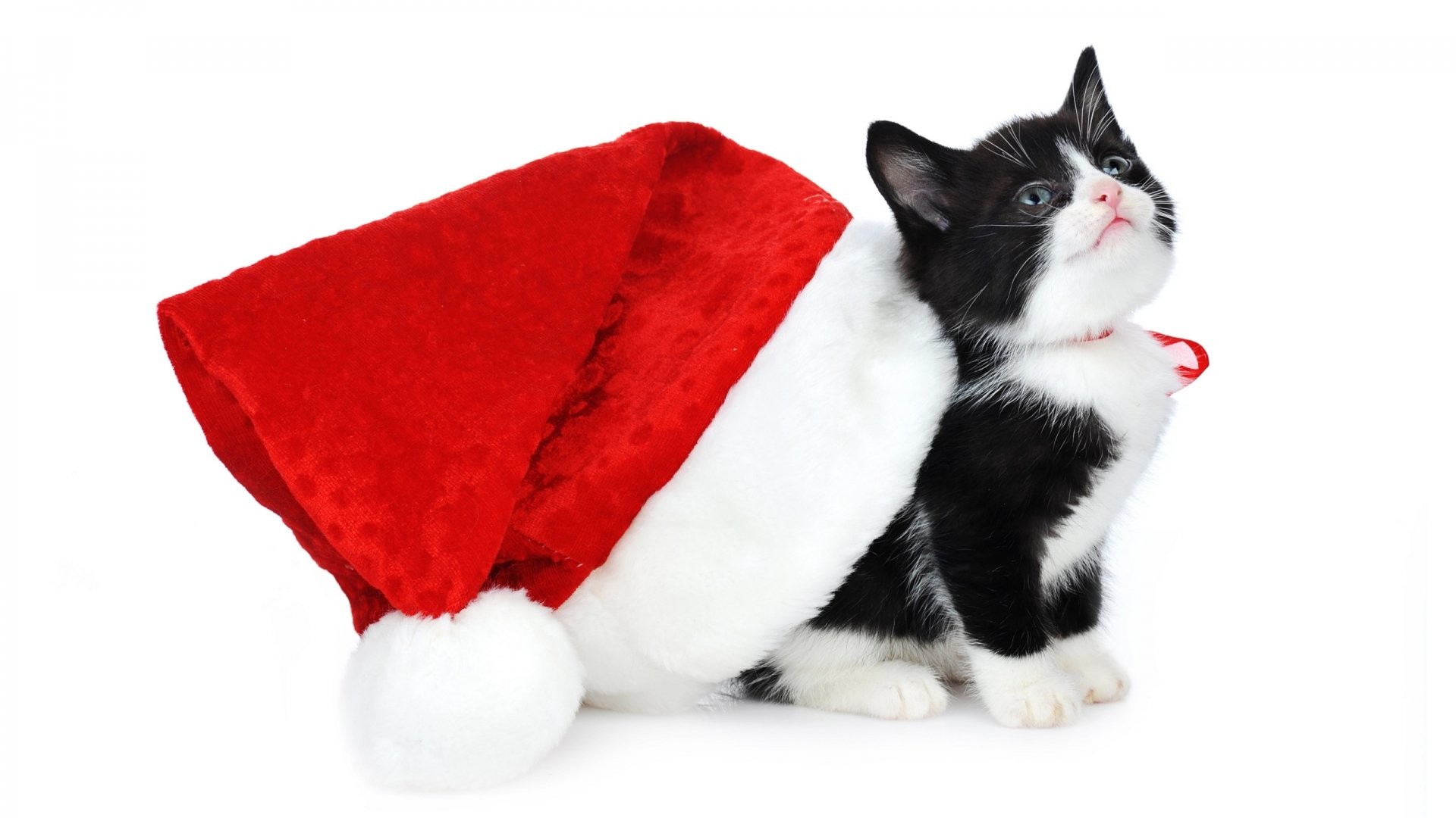 1920x1080 Christmas Kitten 647543