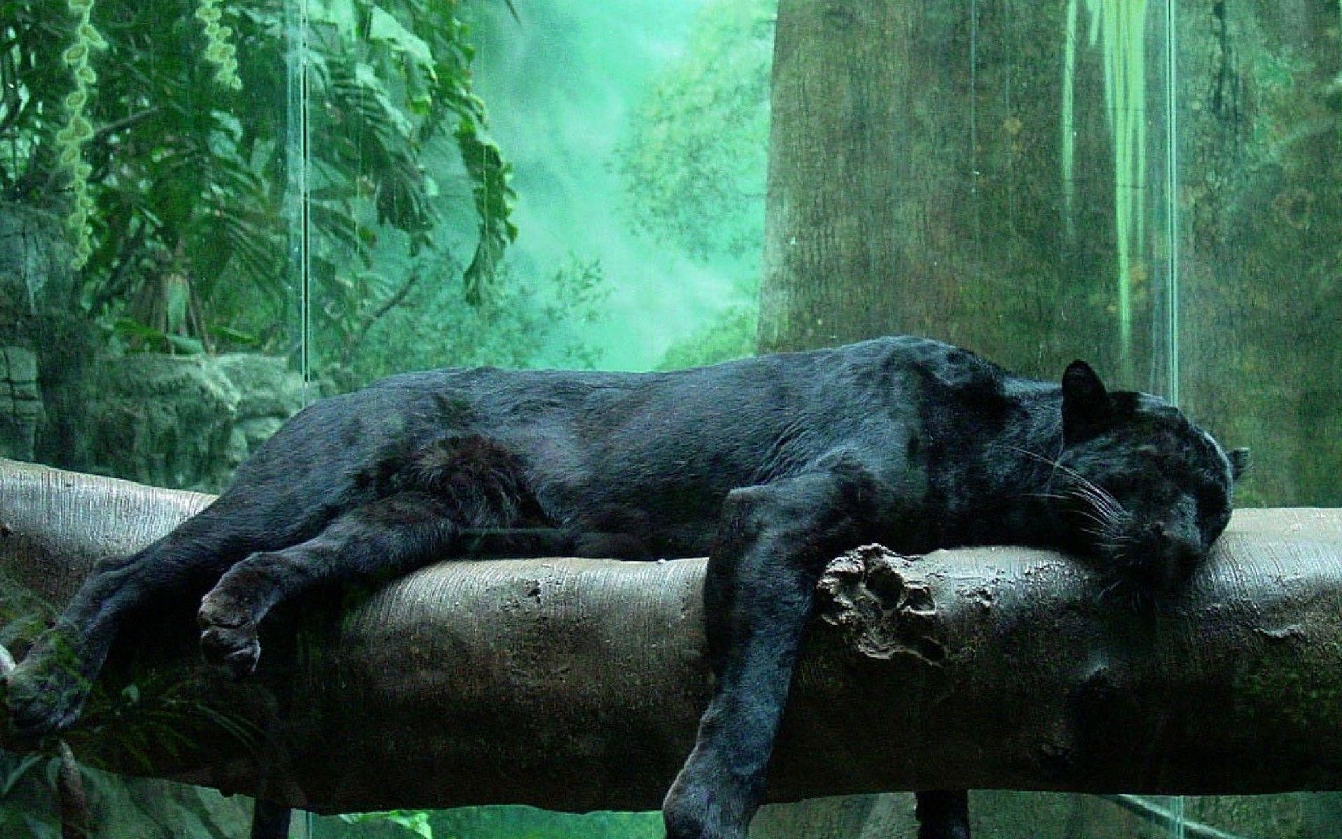 1920x1200 Black Panther Wallpapers - HD Wallpapers Inn