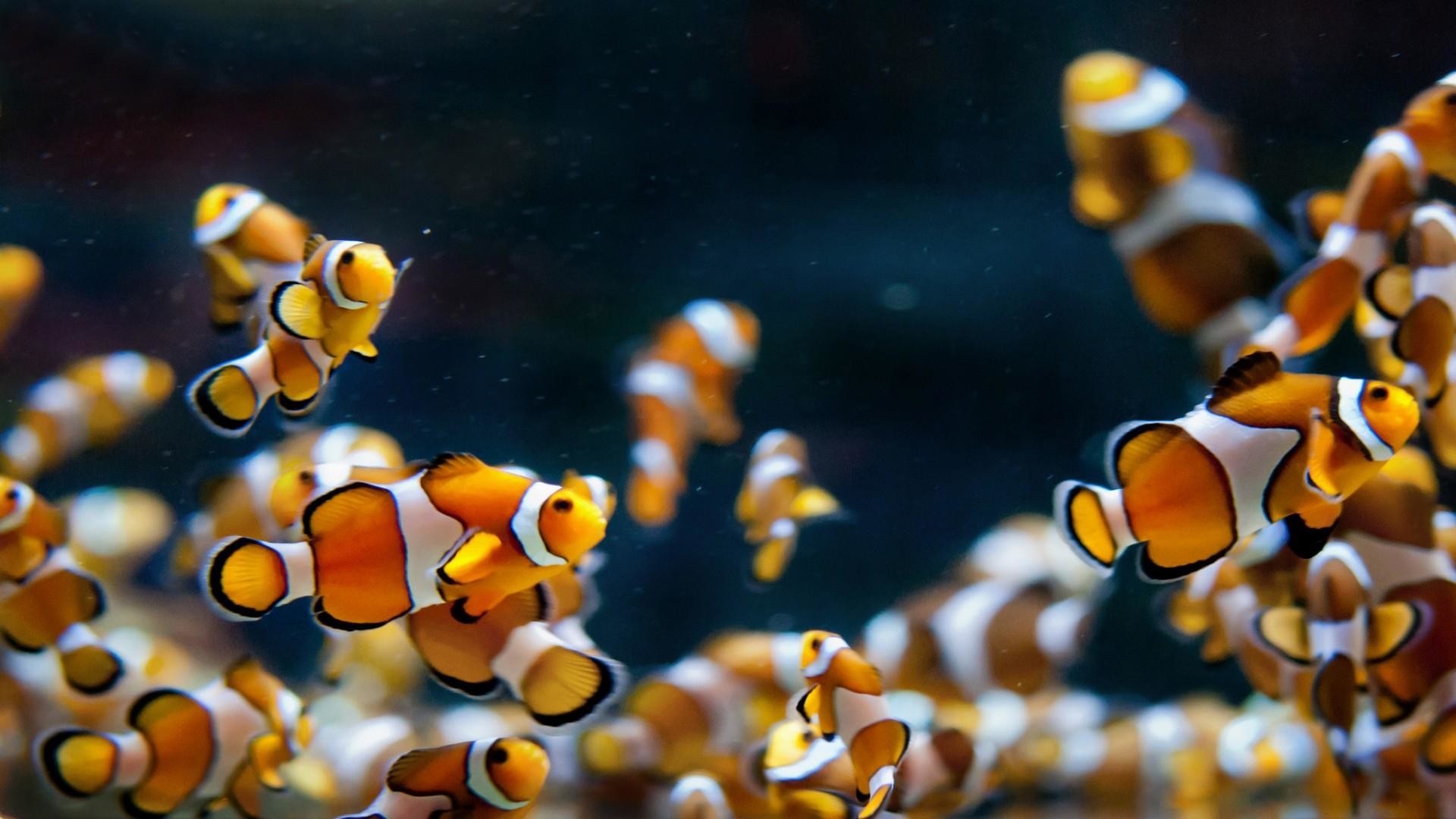 Wallpaper clownfish underwater Best Diving Sites Animals 4490