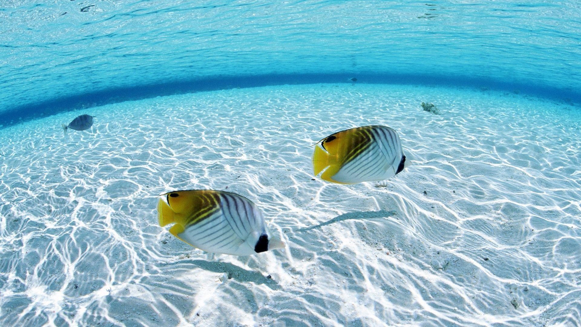 1920x1080 Images For > Tropical Fish Background