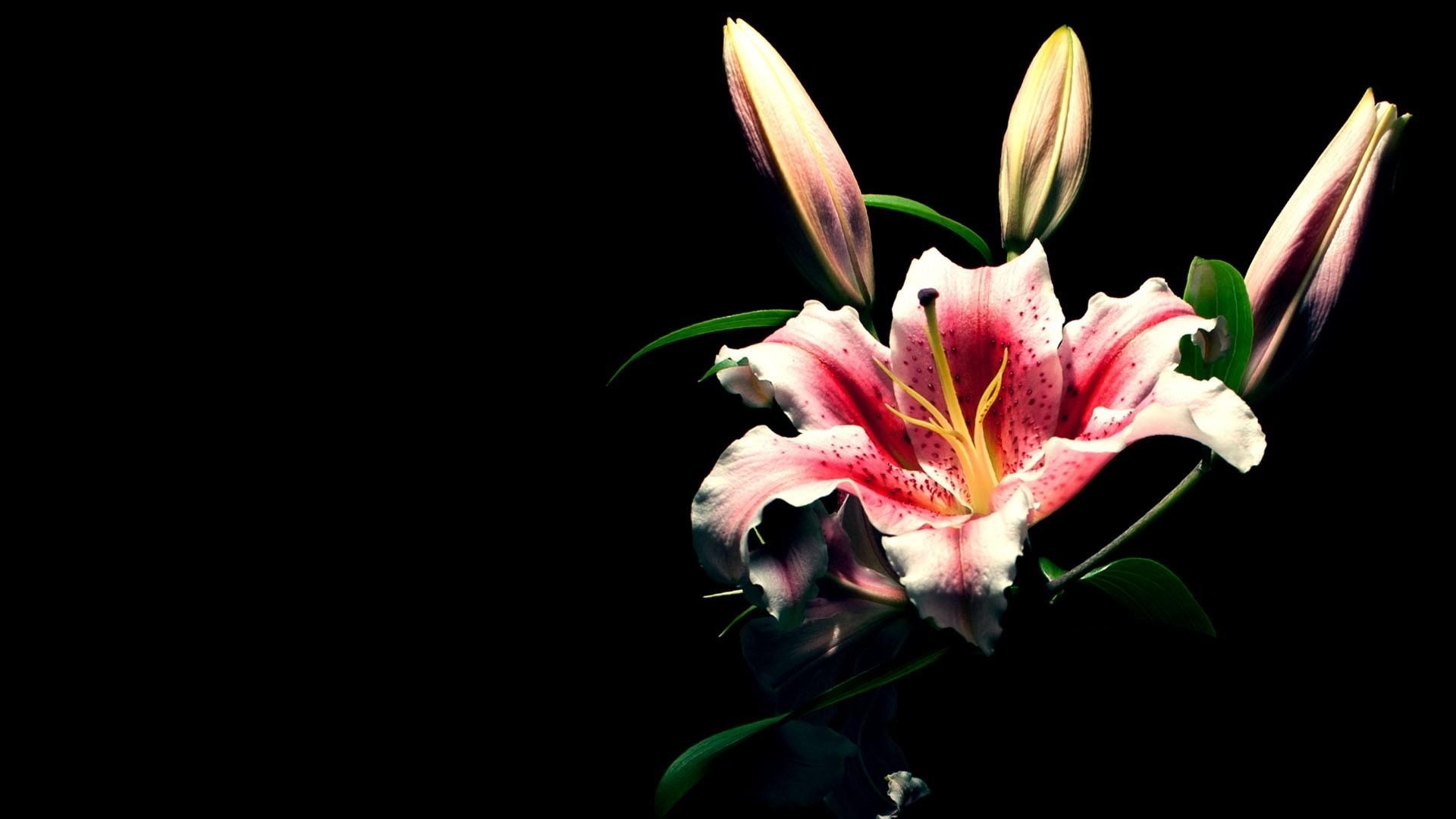 1920x1080 Preview wallpaper lily, flower, bud, black background 