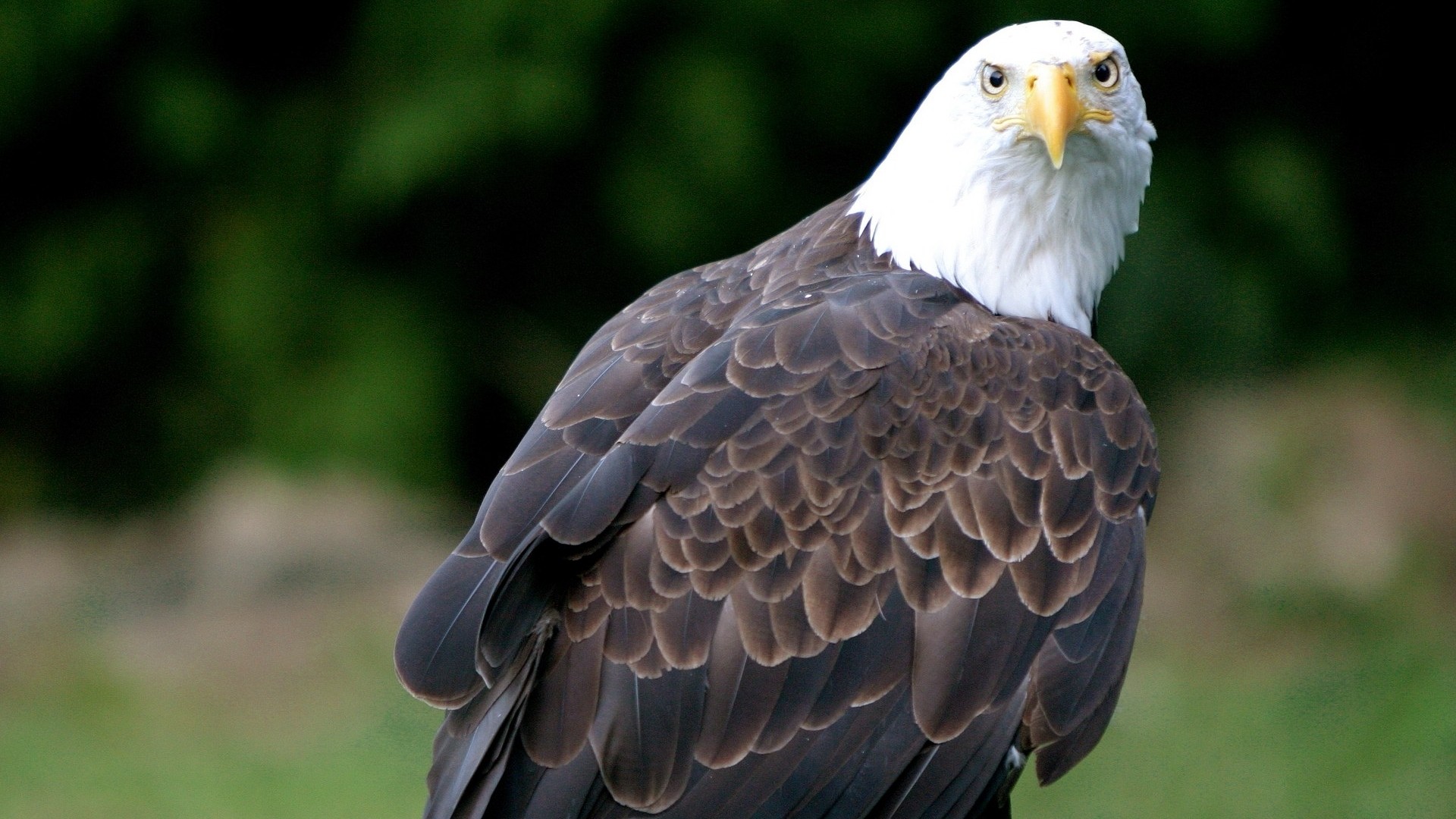 1920x1080 Get the latest eagle, bald eagle, vulture news, pictures and videos and  learn all about eagle, bald eagle, vulture from wallpapers4u.org, your  wallpaper ...