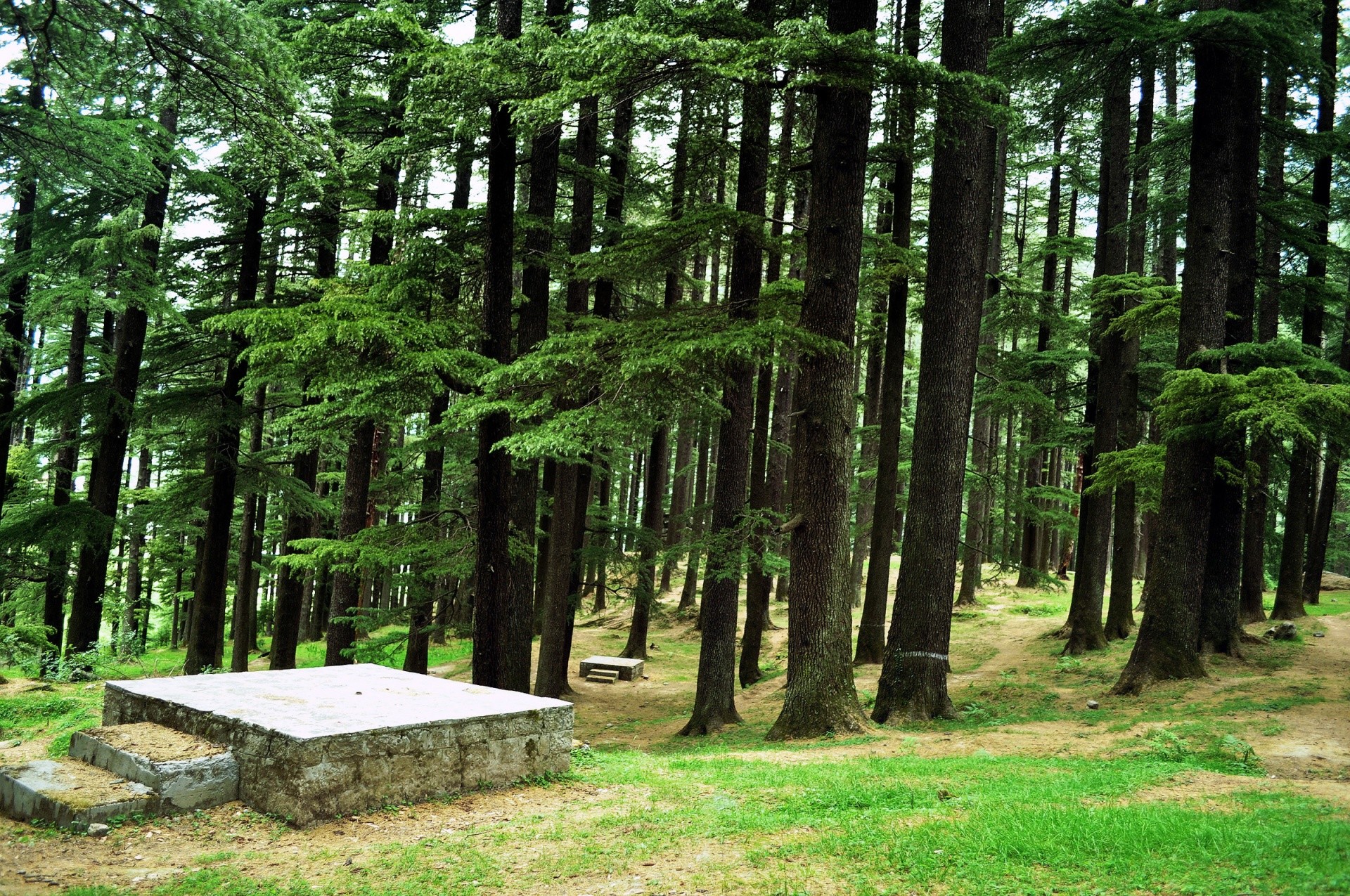 1920x1275 Pine Forest Background 5