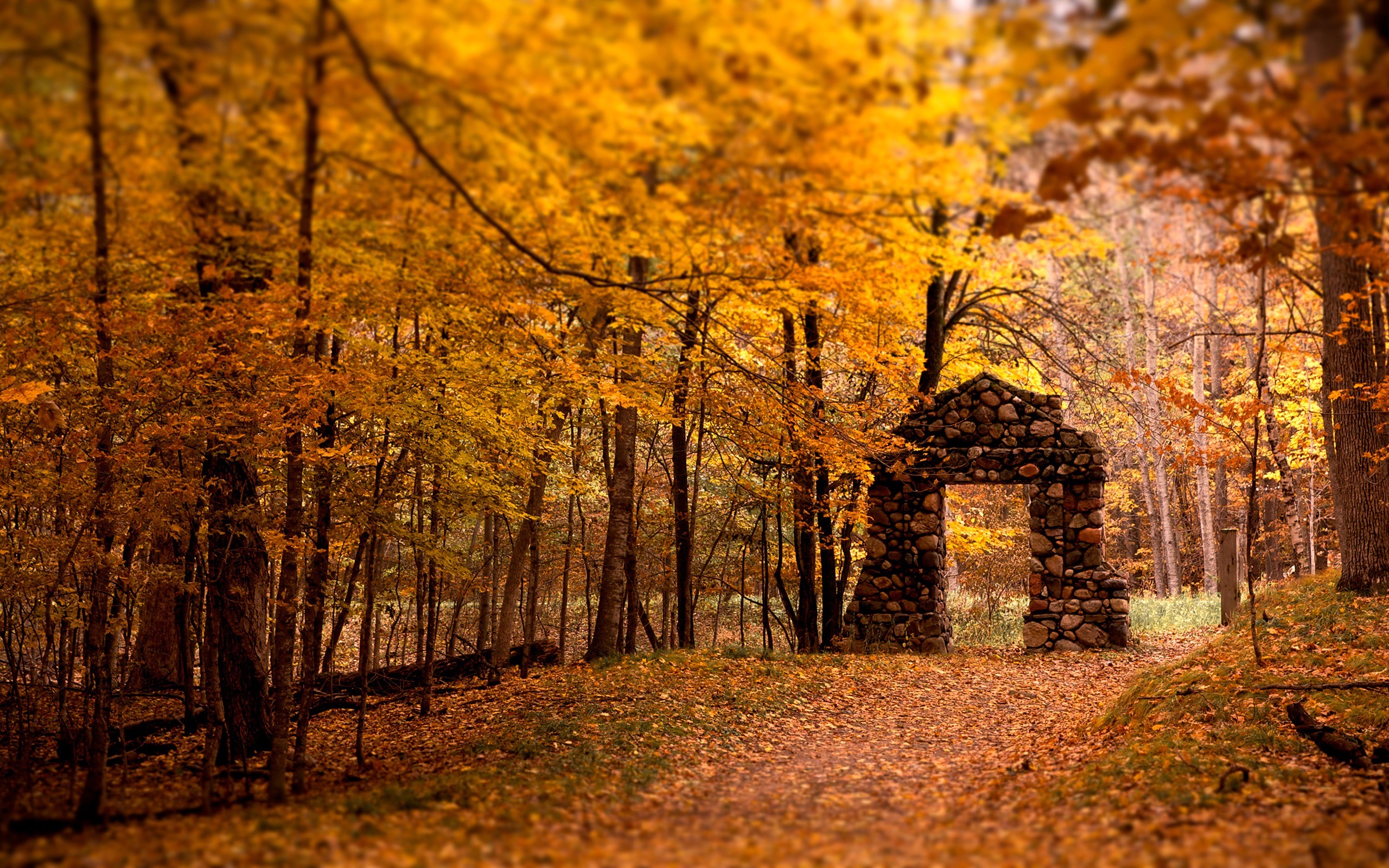 2560x1600 Nature fall Leaves Wallpaper HD