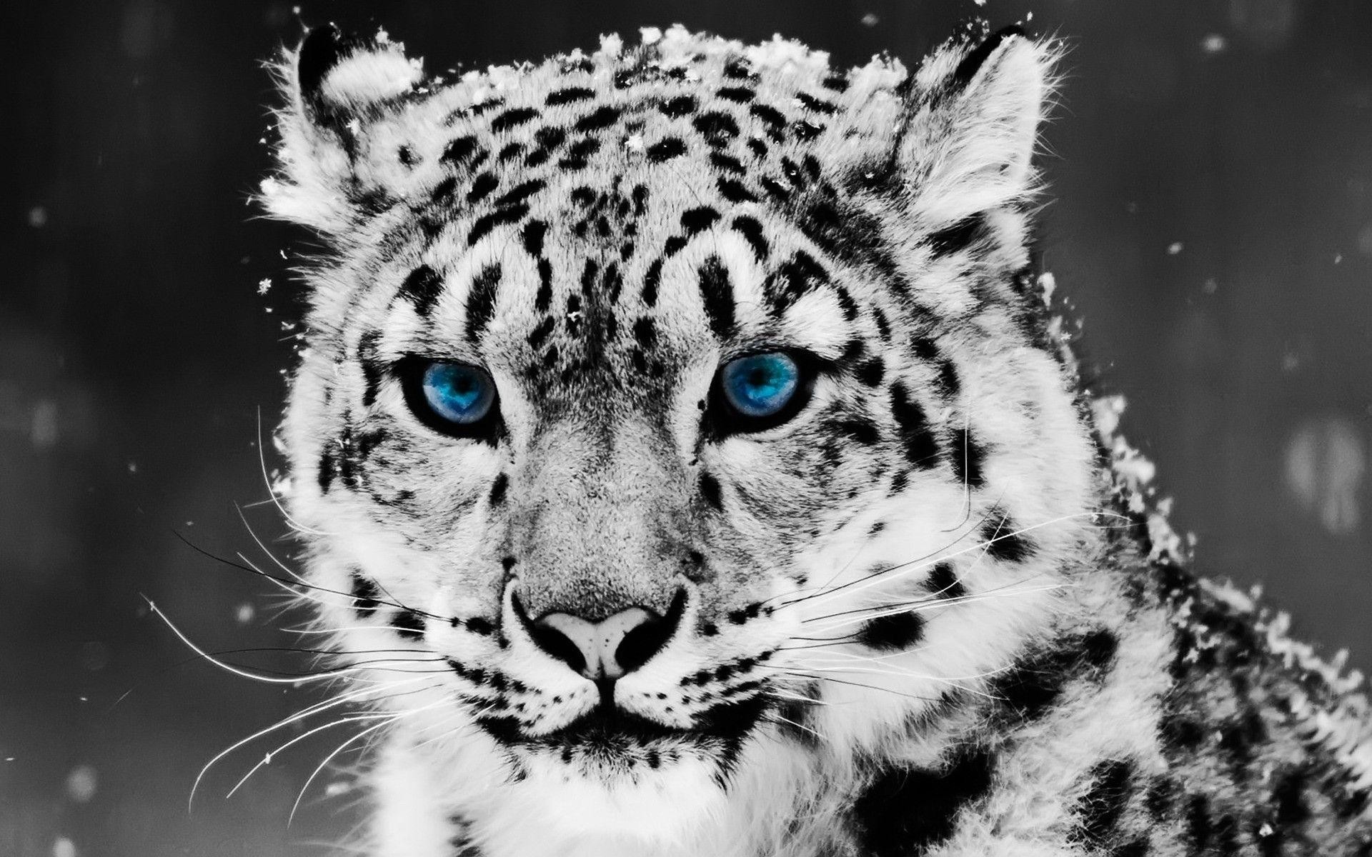 1920x1200 Snow Blue Eyed Leopard Animal Desktop Wallpaper | Wallpaper