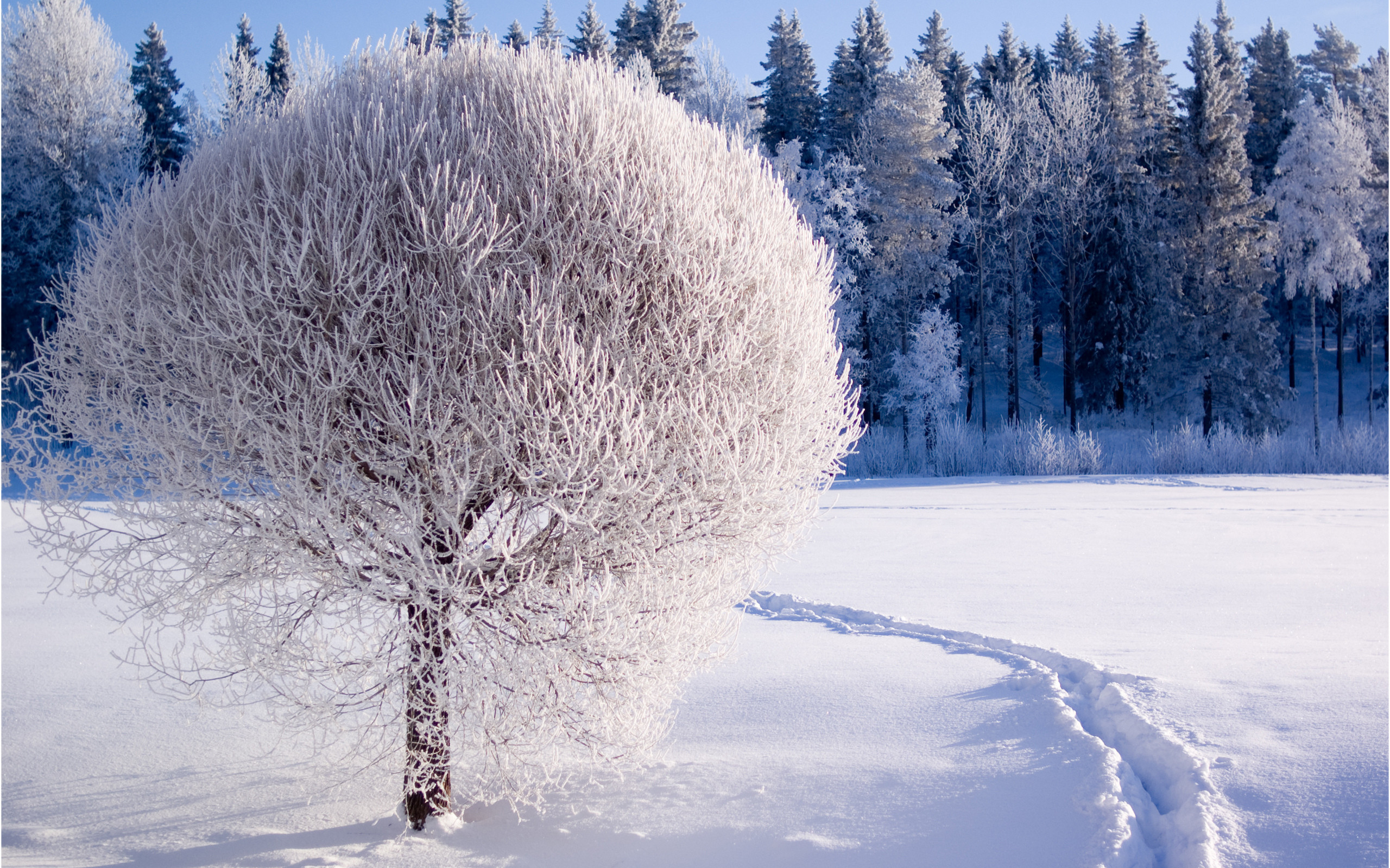 2560x1600 Nature Winter Wallpapers HD 