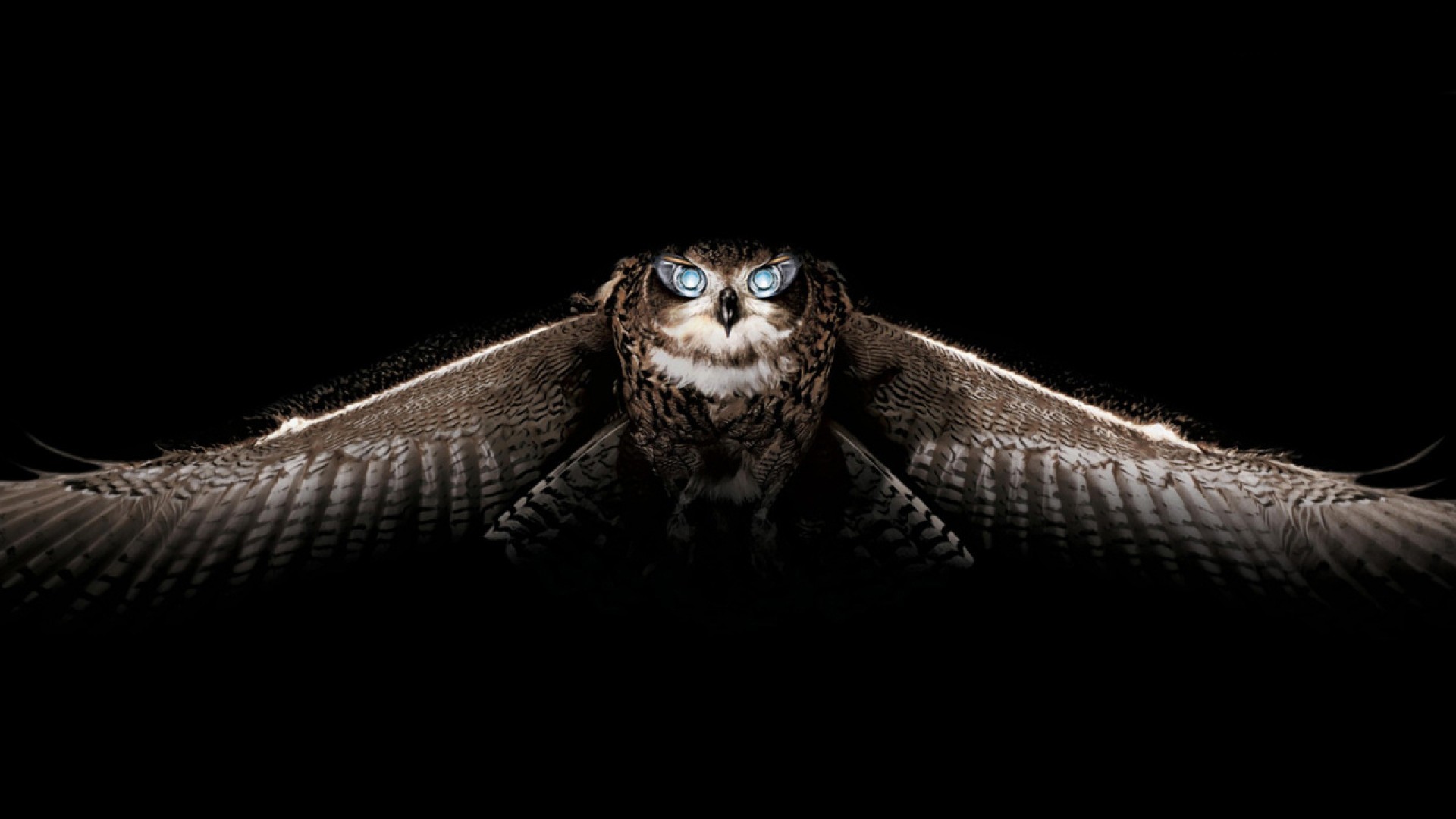 1920x1080 Owl Wallpaper 2014 HD