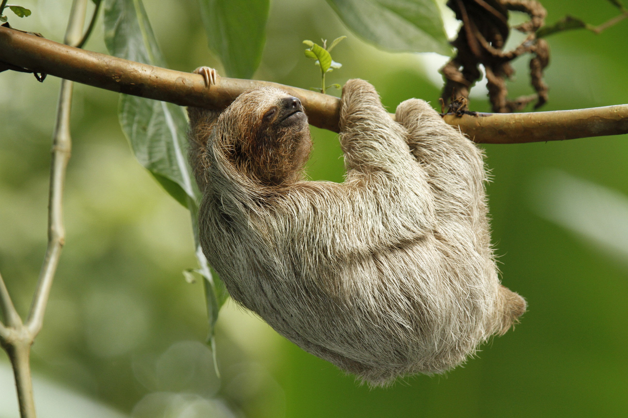 2592x1728 1920x1080 Sloth Wallpapers