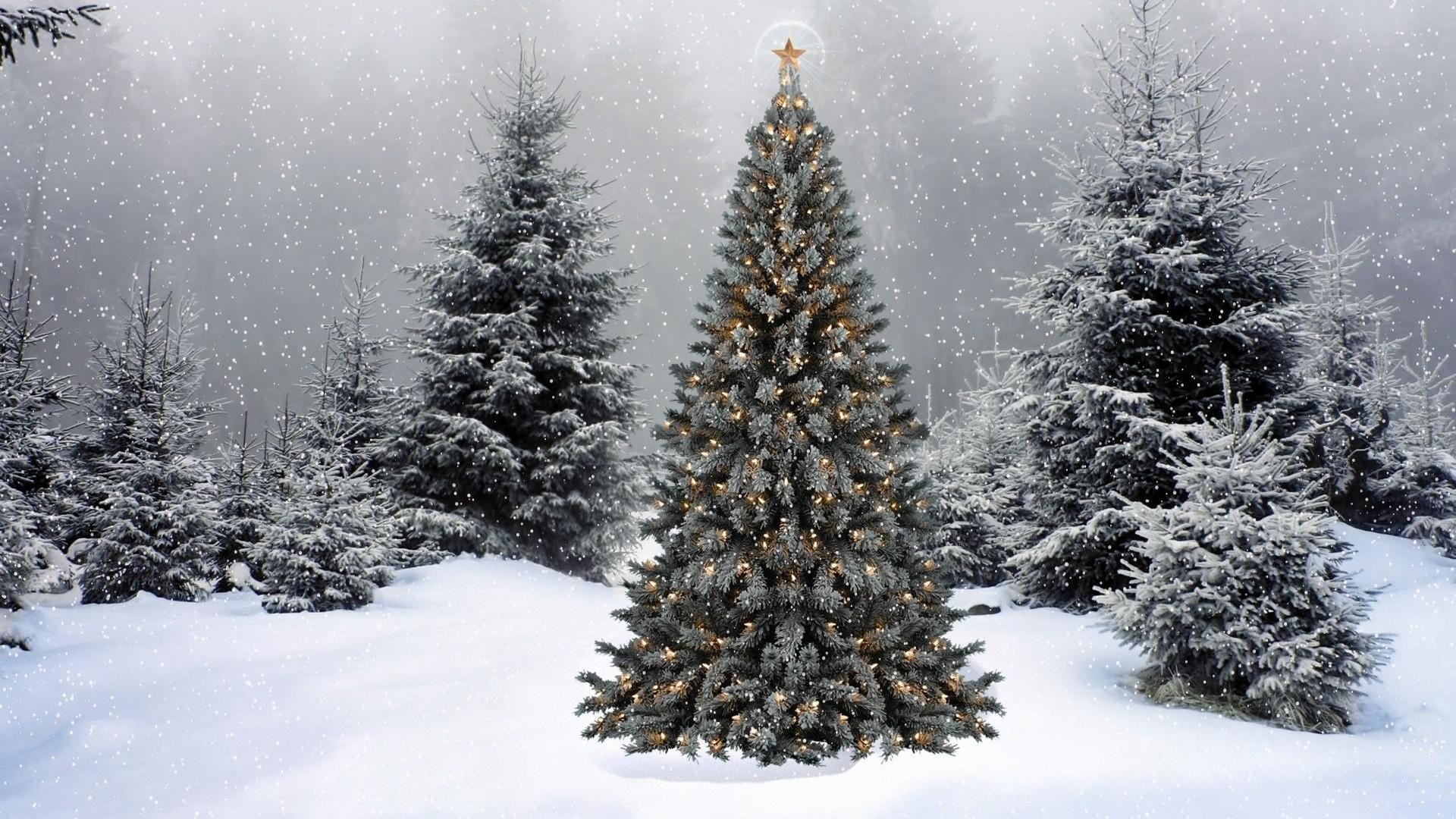 1920x1080 Christmas Tree Winter HD Wallpaper 2013