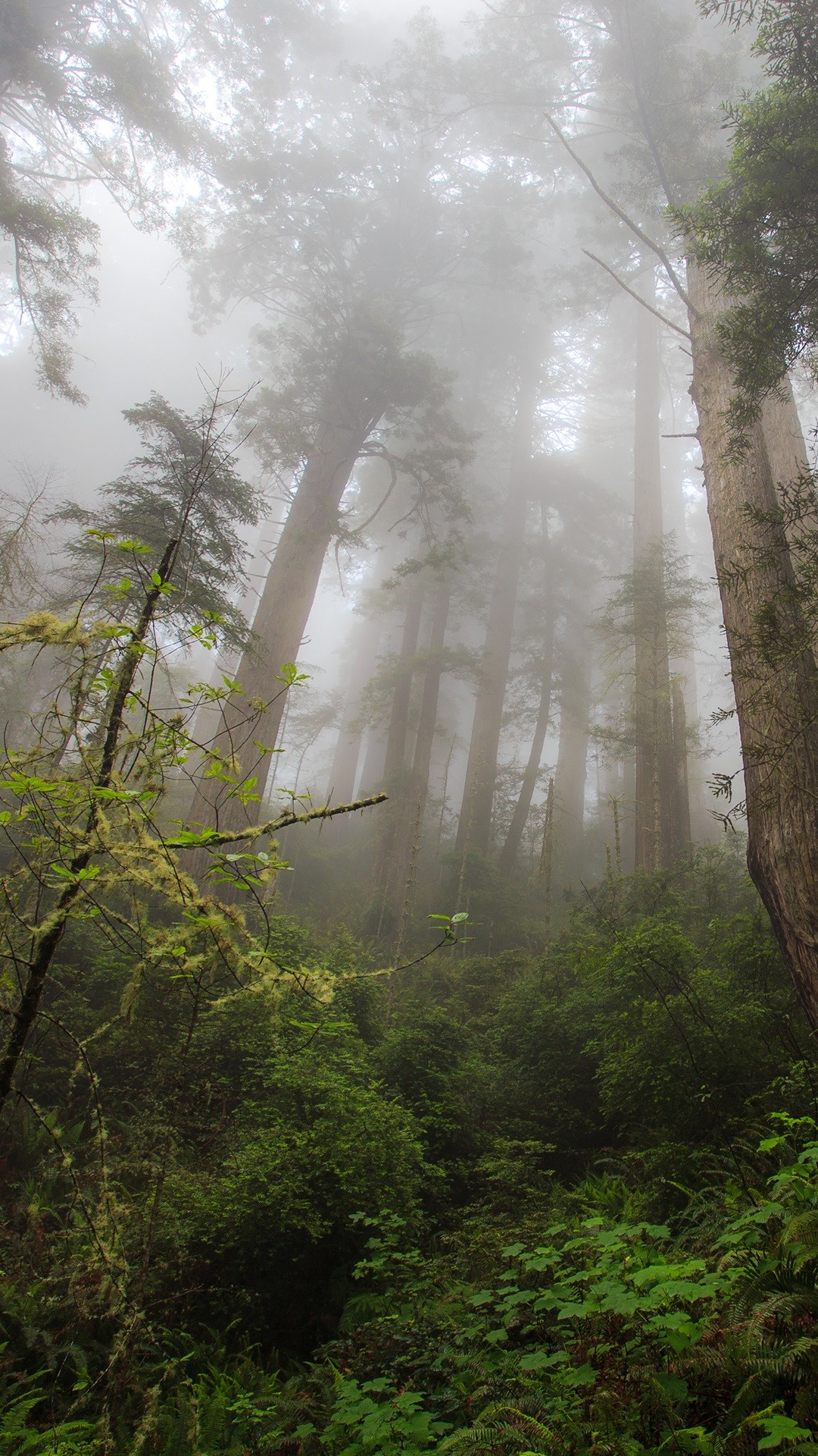 1080x1920 Northern California, redwood heaven, trees iPhone Wallpaper .