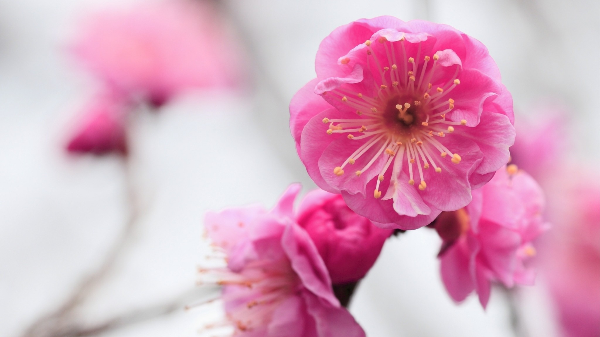2048x1152 Preview wallpaper pink, flowers, branch, apricot, blossom, close-up  