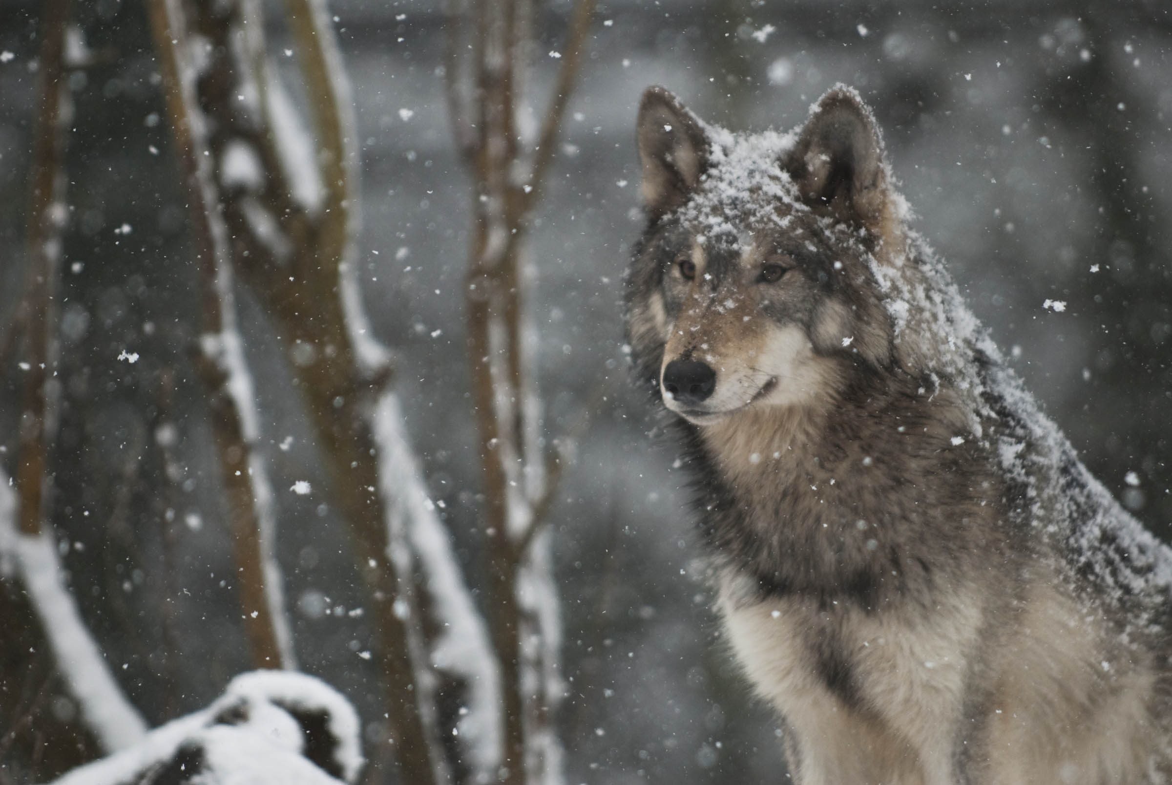 2400x1607 Amazing Wolves images Handsome Wolf HD wallpaper and background photos