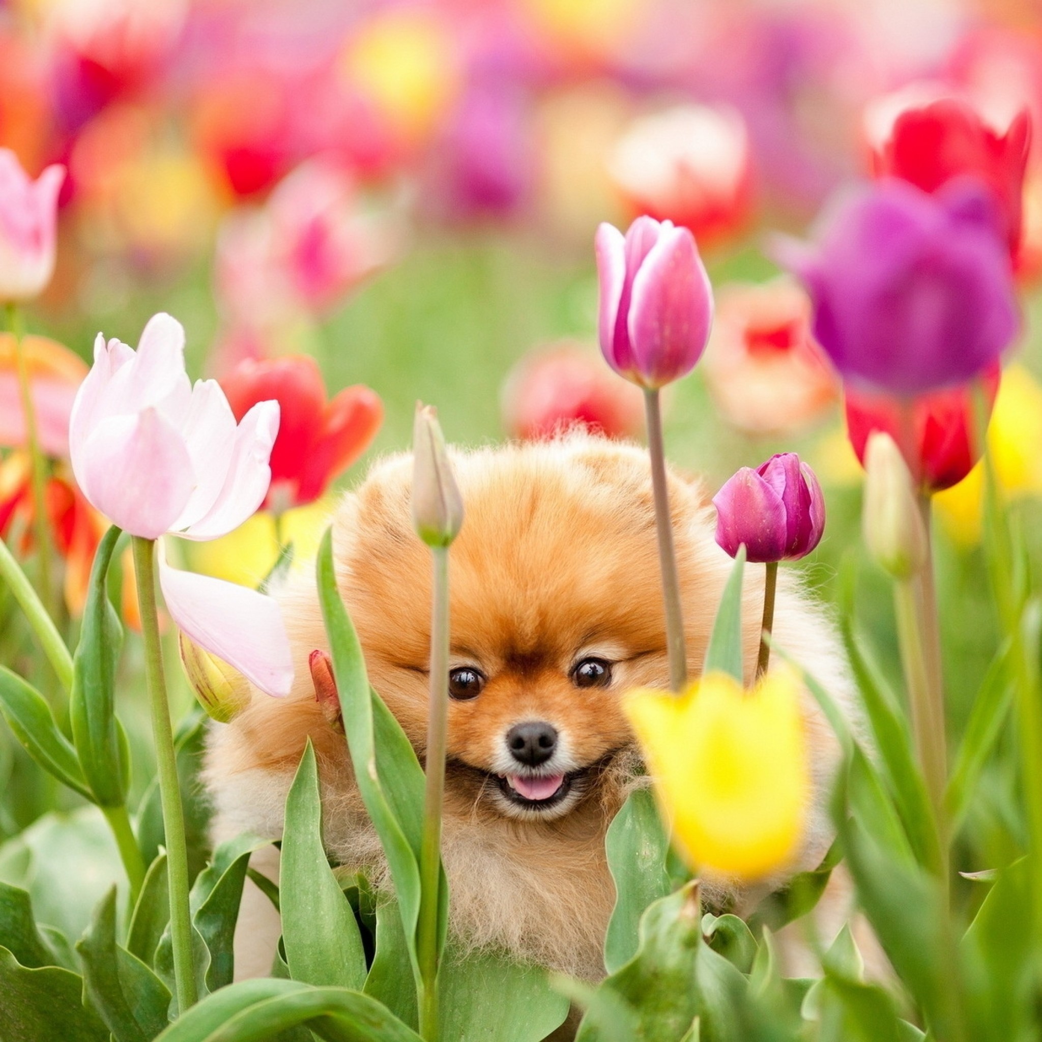 2048x2048  Wallpaper puppy, dog, field, flowers, tulips
