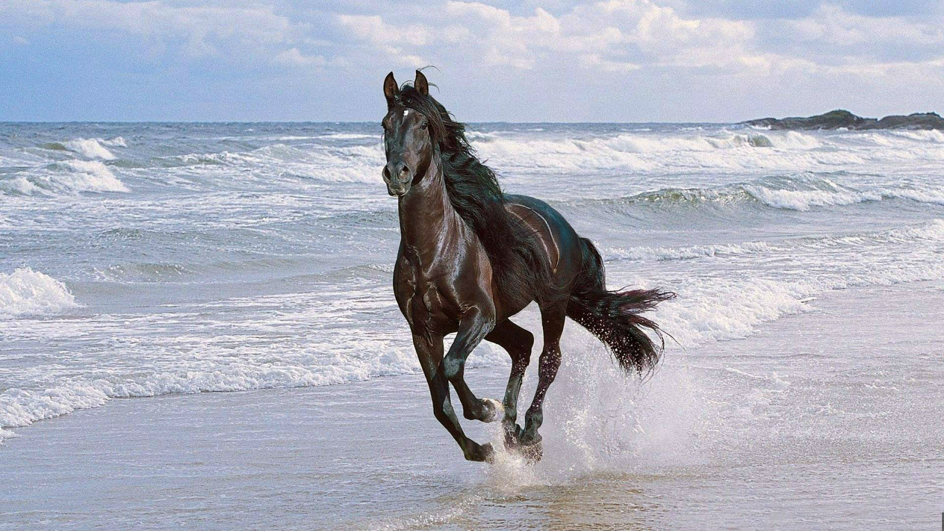 1920x1080 Horse Running on Beach HD Wallpaper