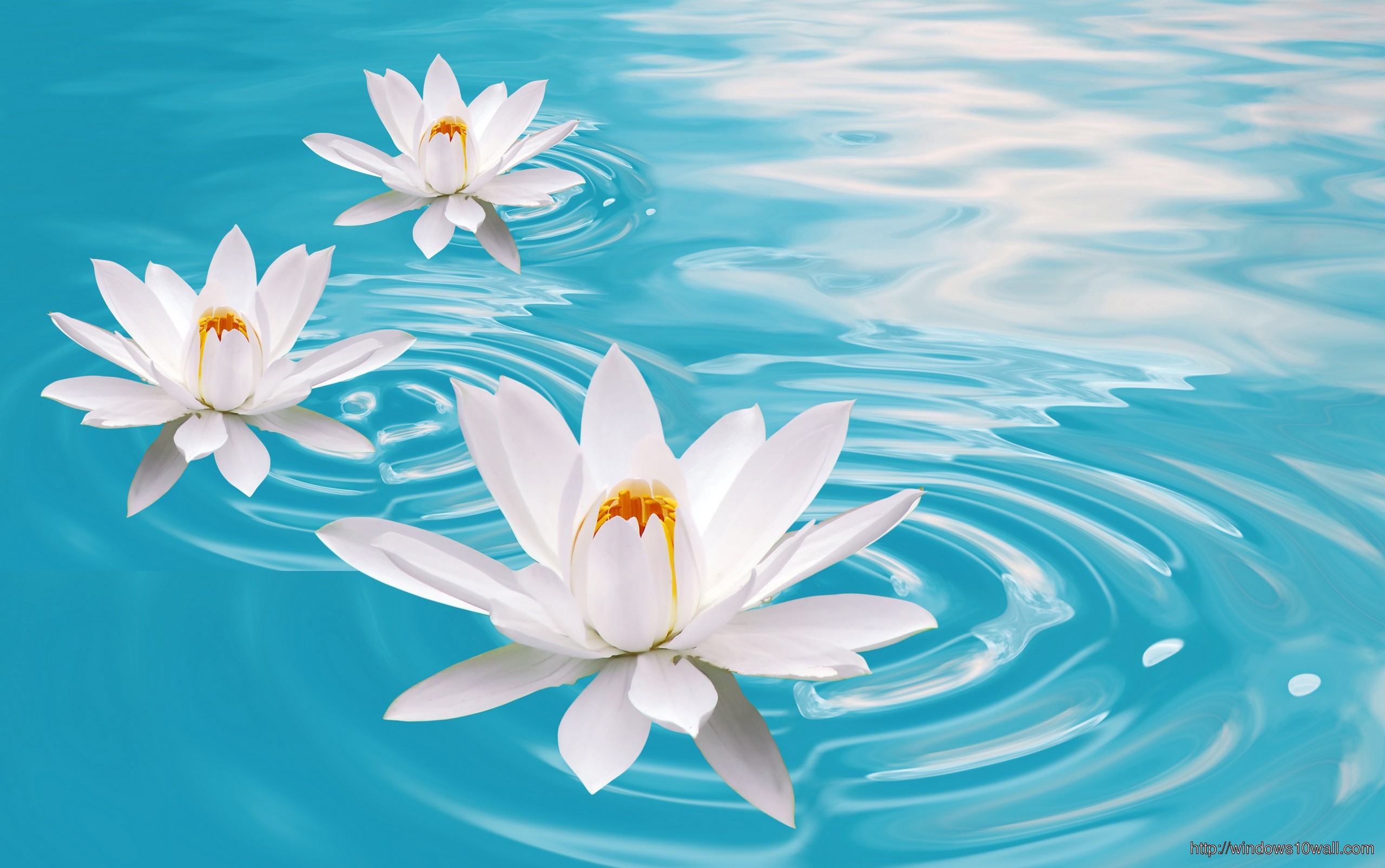 2560x1605 White Lotus In Water Wallpaper
