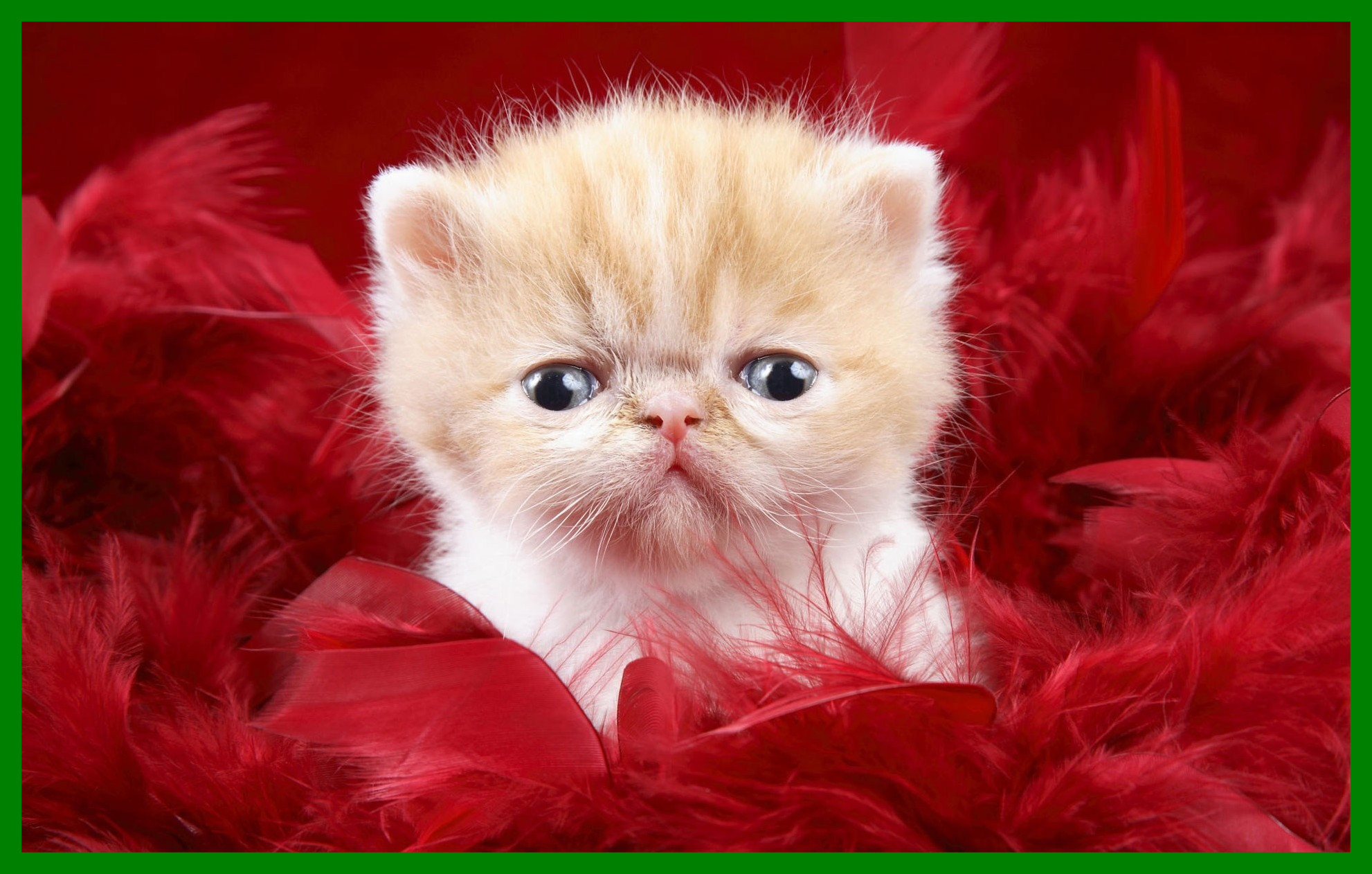 1982x1262 1920x1200 Collection of Christmas Kitten Wallpaper on HDWallpapers