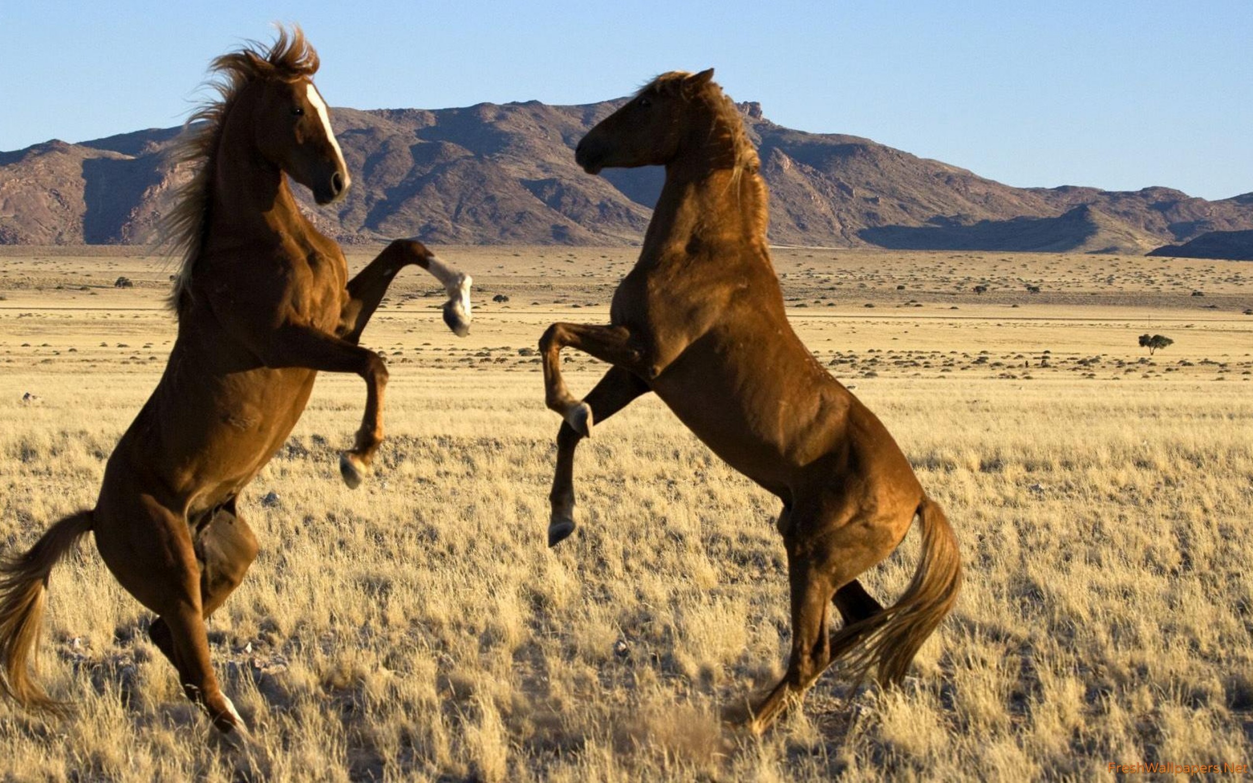 2560x1600 Wild horses fighting wallpaper