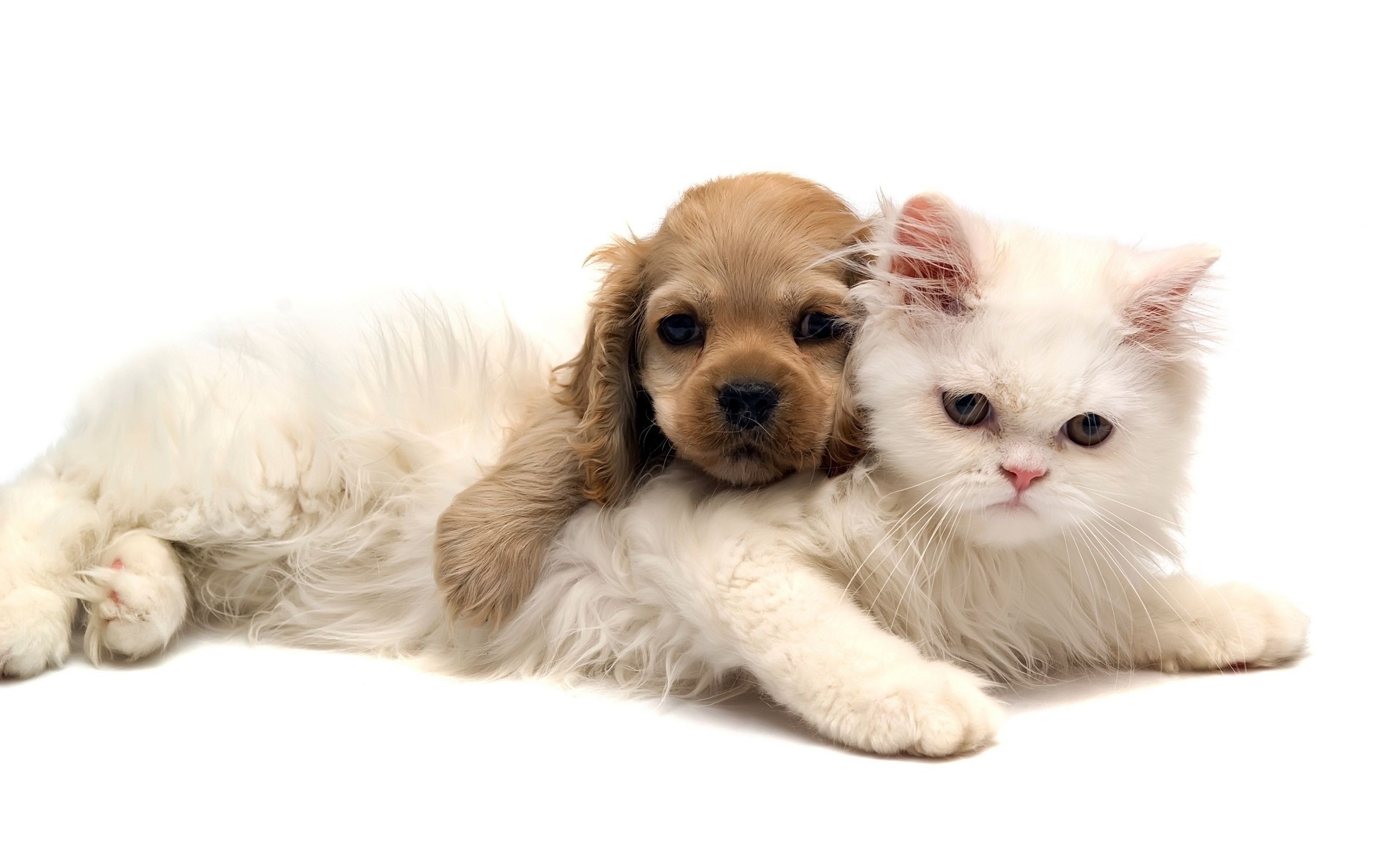 2560x1600 Title : baby cats and dogs pics wallpaper | big house | pinterest | dog,  cat. Dimension : 2560 x 1600. File Type : JPG/JPEG
