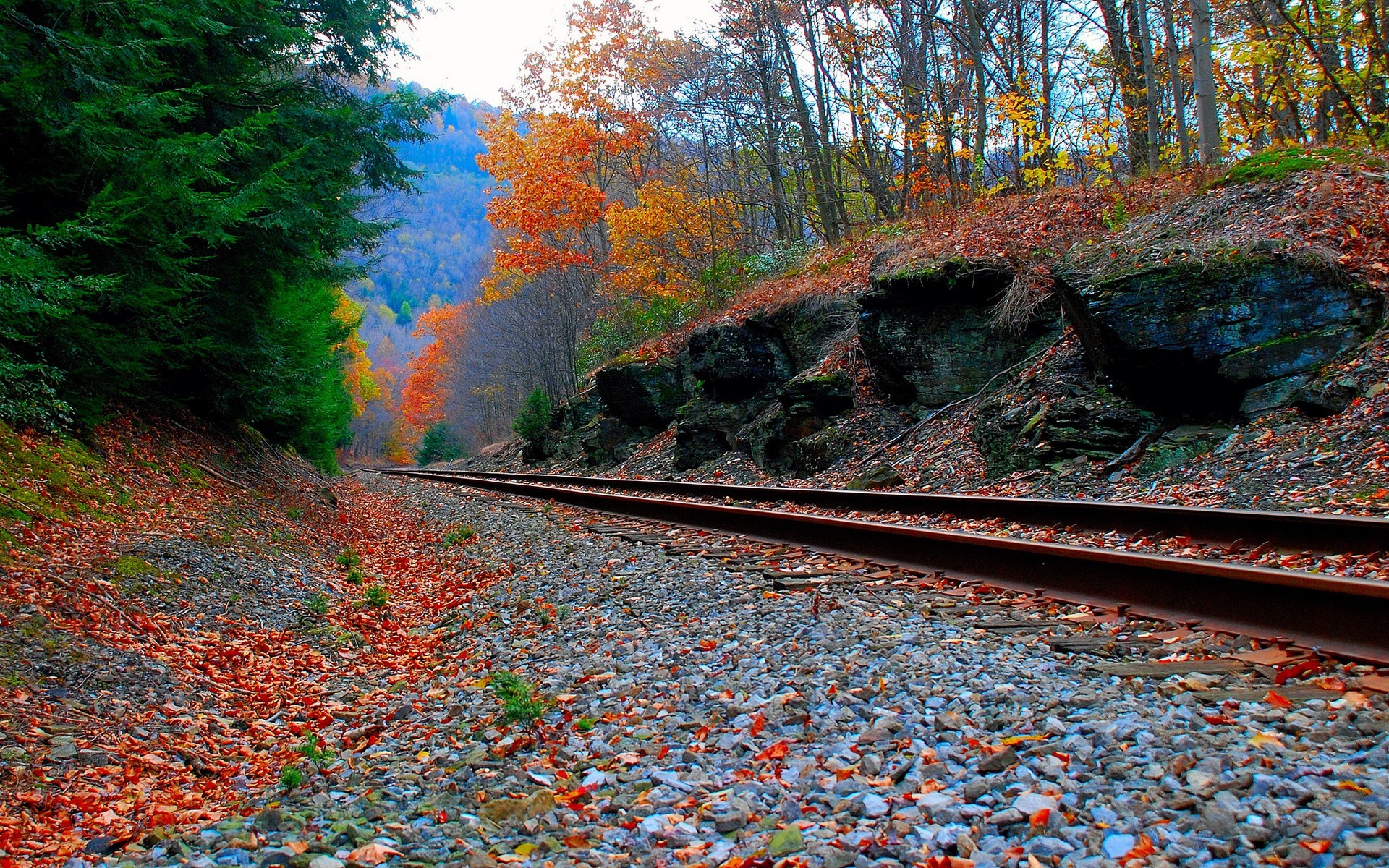 1920x1200 Wallpaper forest, autumn, rails, railroad, Railway in autumn forest.
