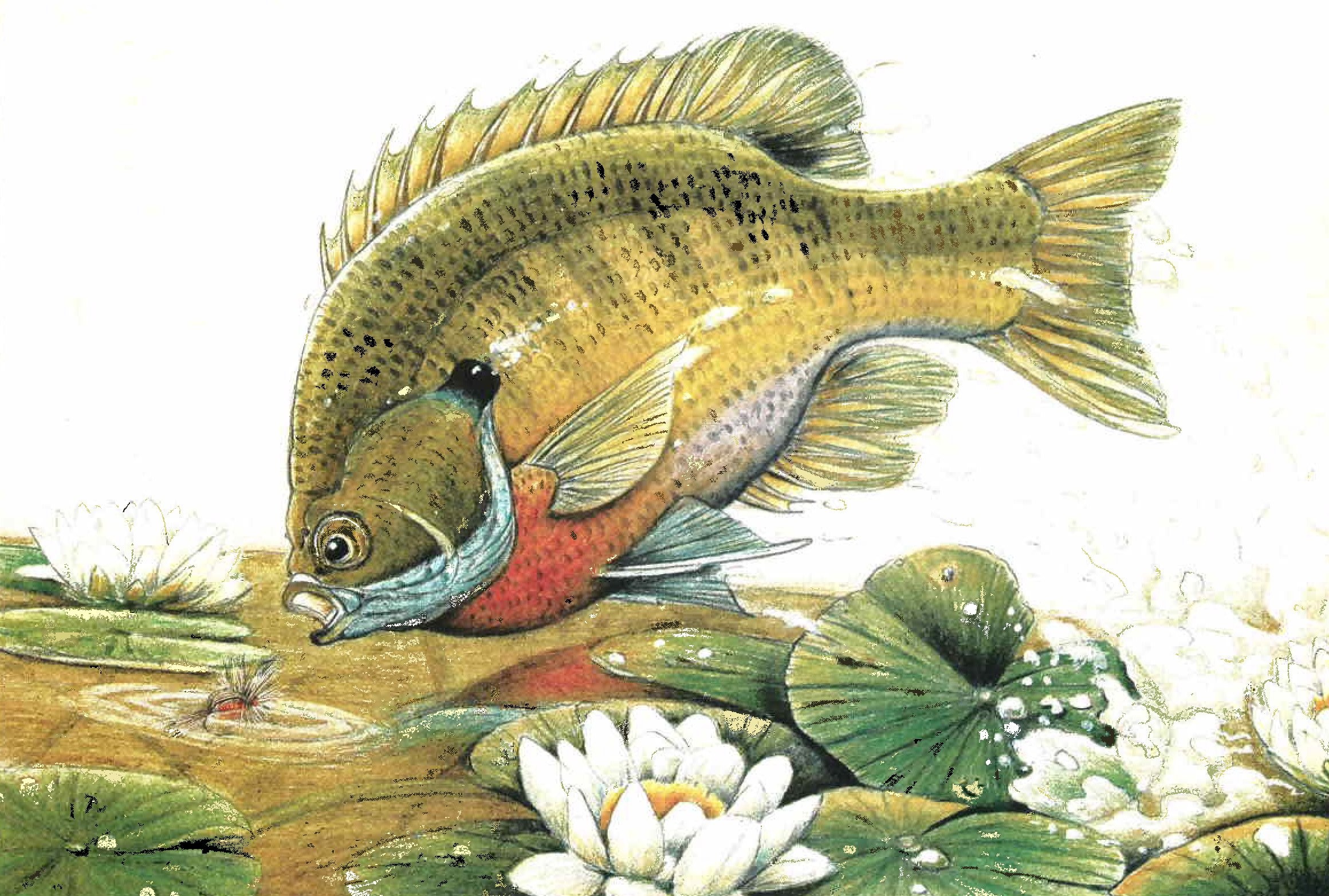 Bass Largemouth Bass Tattooed Background Pictures Of A Largemouth Bass  Background Image And Wallpaper for Free Download