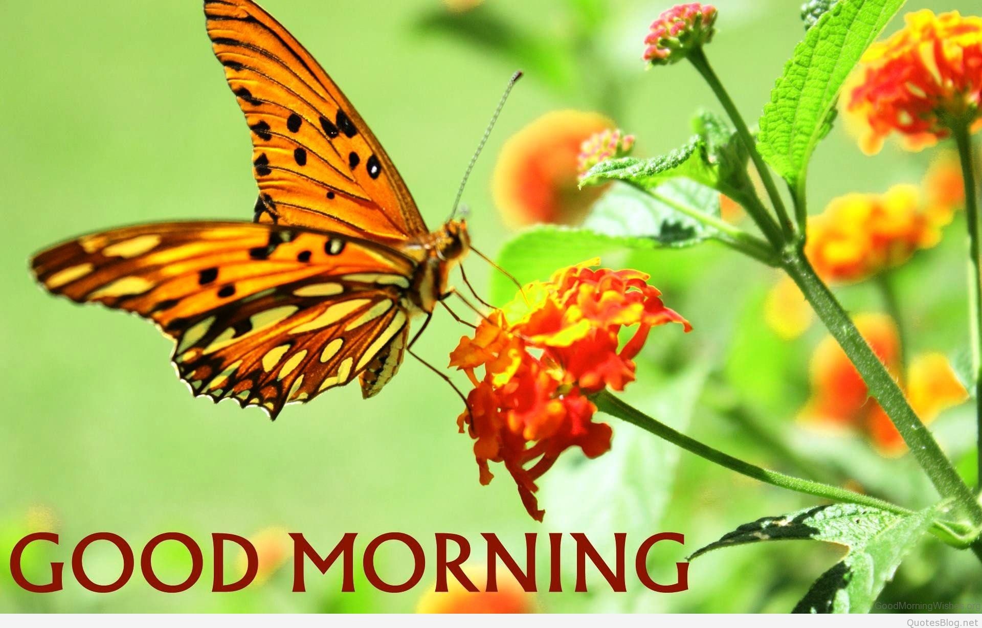 1920x1228 ... Good Morning Butterfly And Flower Wallpaper