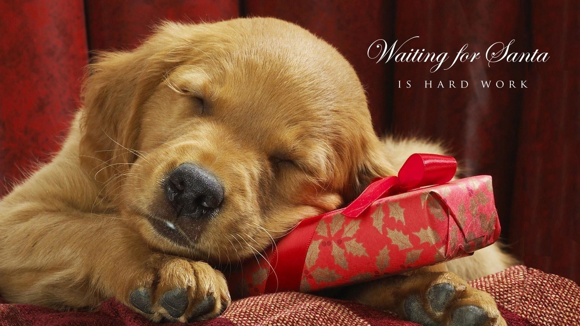 1920x1080 Cute Puppy Christmas Wallpaper | Christmas HD Wallpapers