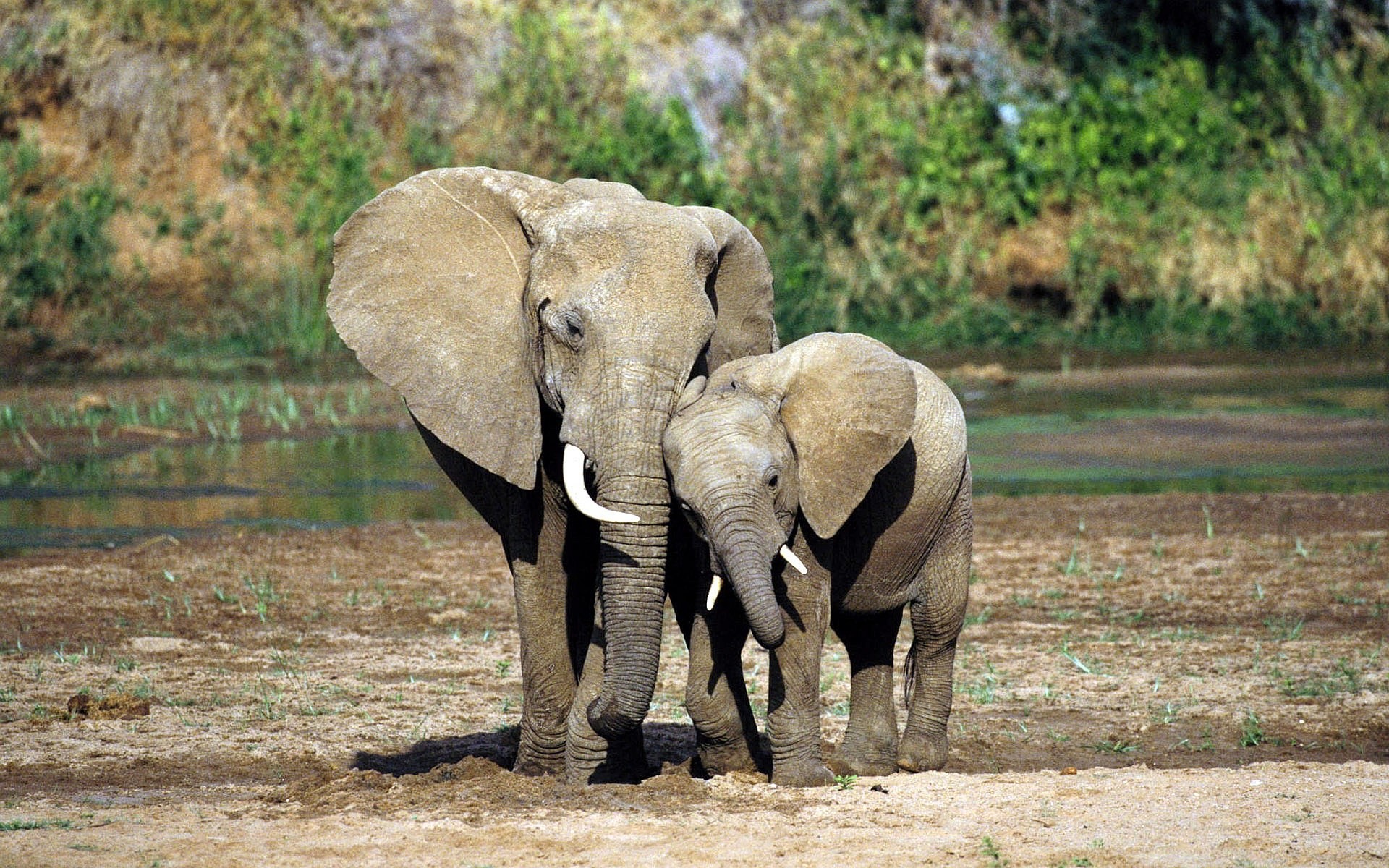 1920x1200 baby-elephant-and-mother-wallpaper-1