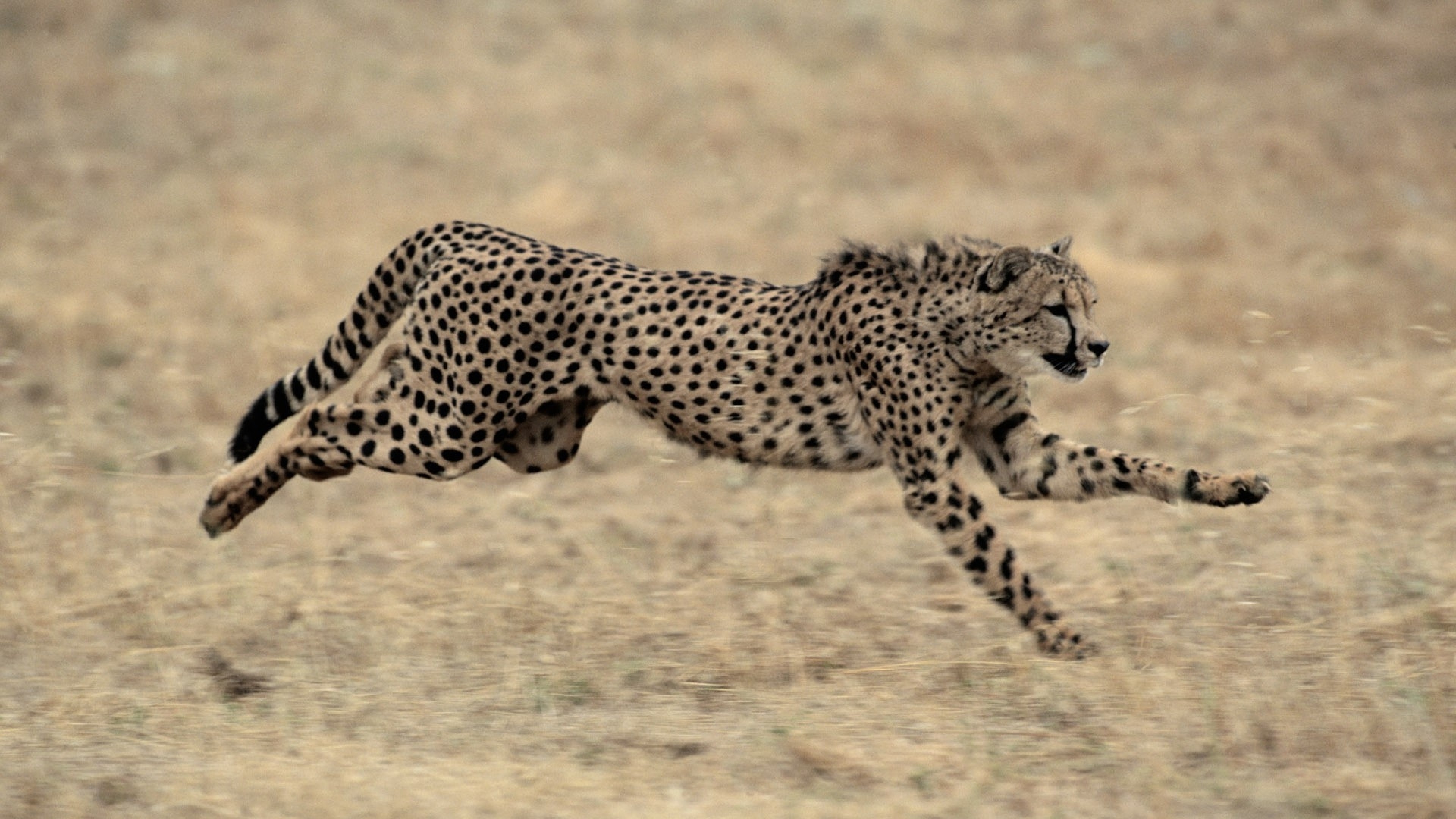 3840x2160  Wallpaper cheetah, big cat, jump, grass, beautiful