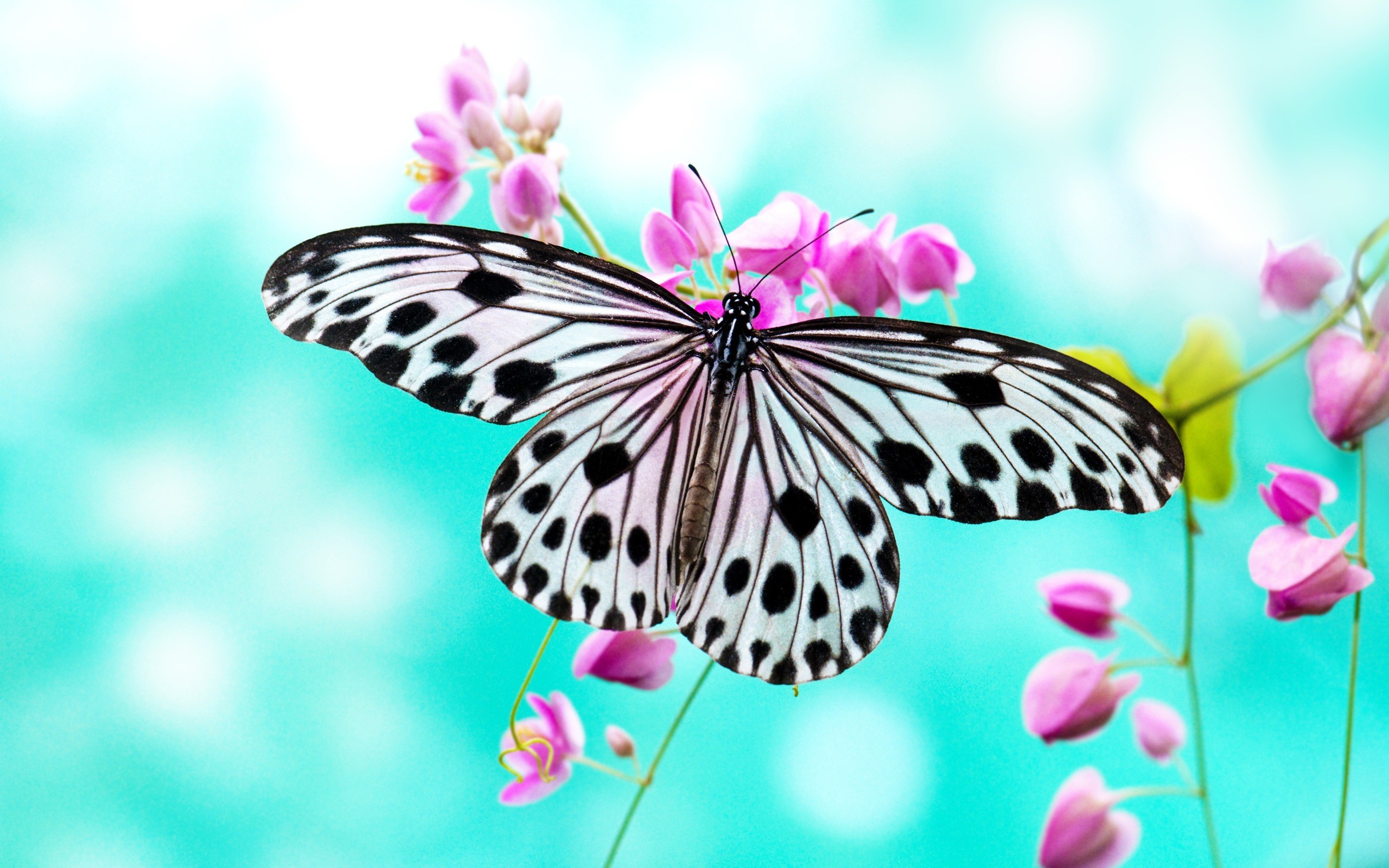 2560x1600 Beautiful Butterfly New HD Wallpaper Wallpaper