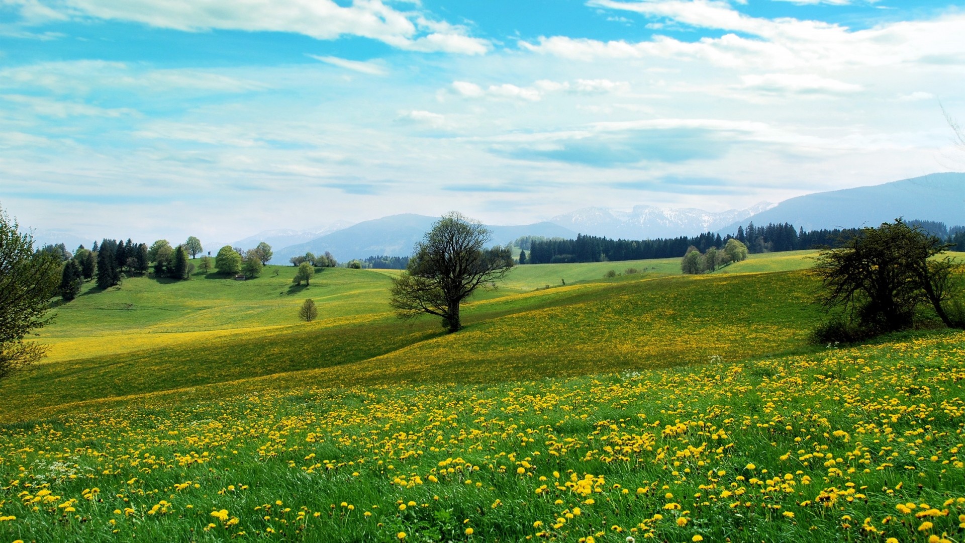 1920x1080 Preview wallpaper spring, field, trees, flowers 