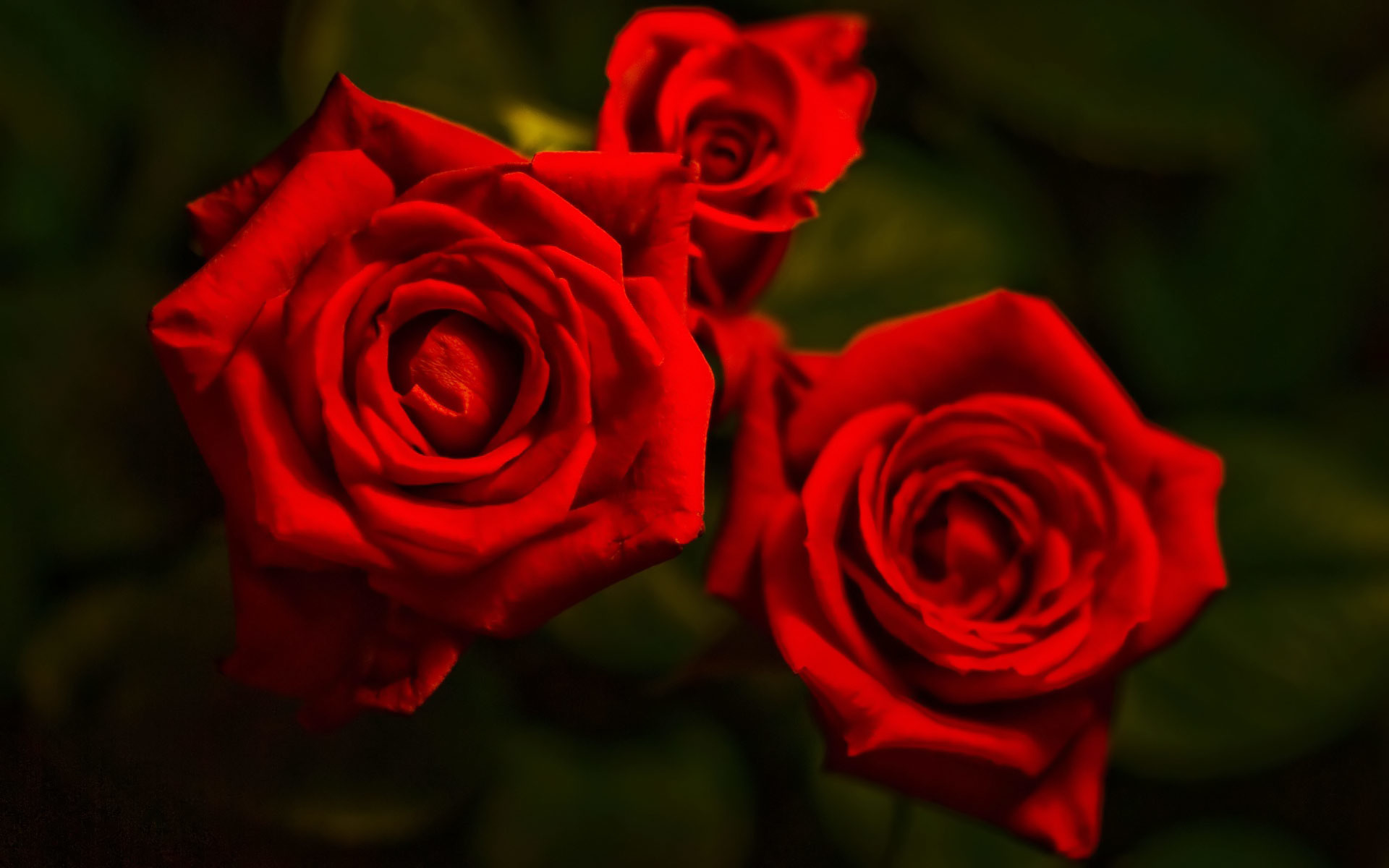1920x1200 red rose