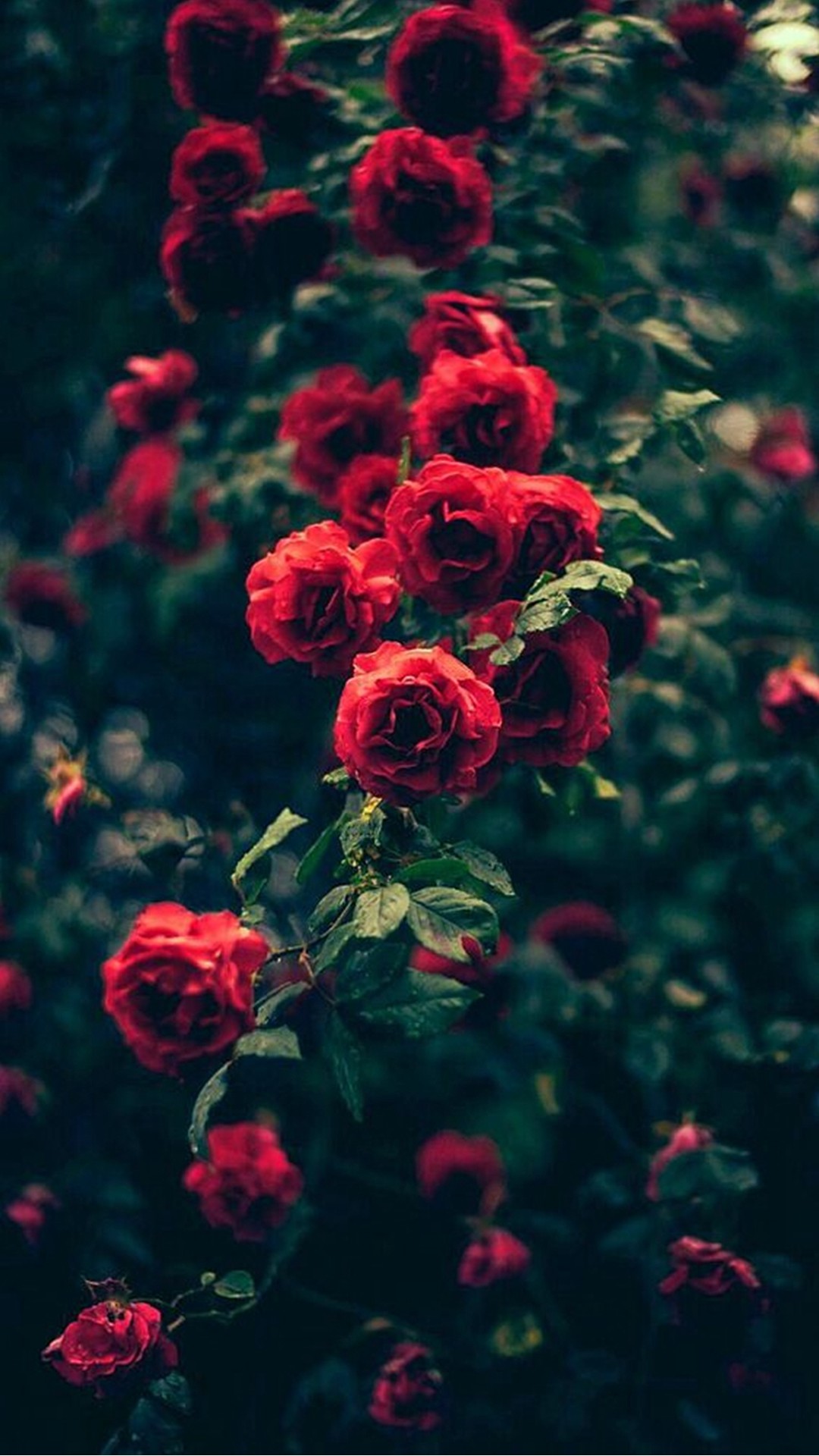 1080x1920 Beautiful Garden Red Roses Flowers #iPhone #6 #plus #wallpaper