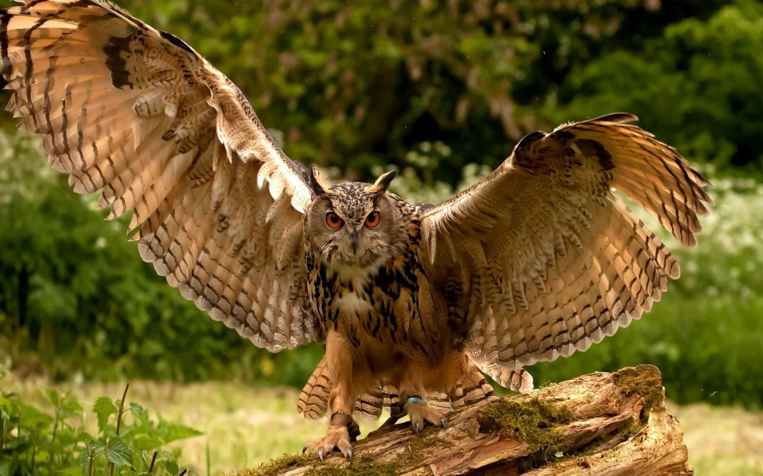 2560x1600 Owl ready to fly