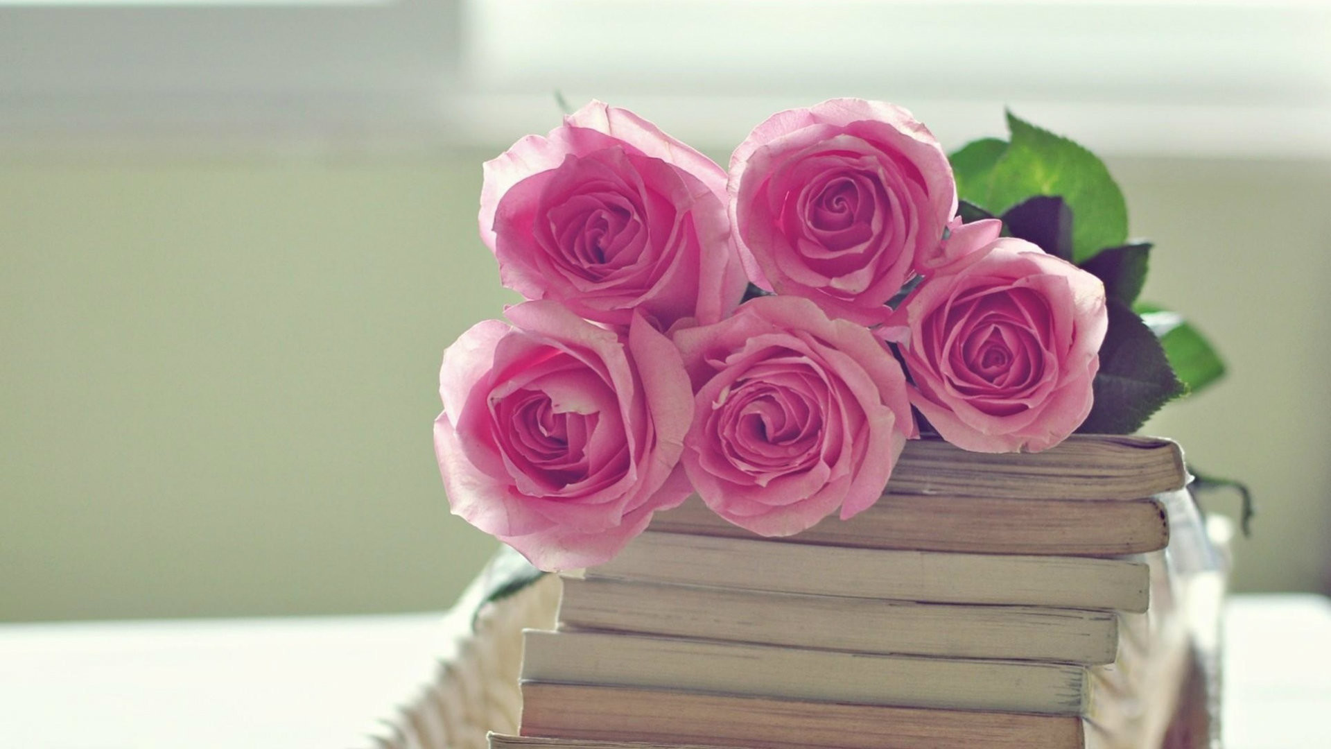 1920x1080 Full HD 1080p Pink Rose Wallpaper - HD Flowers for Desktop