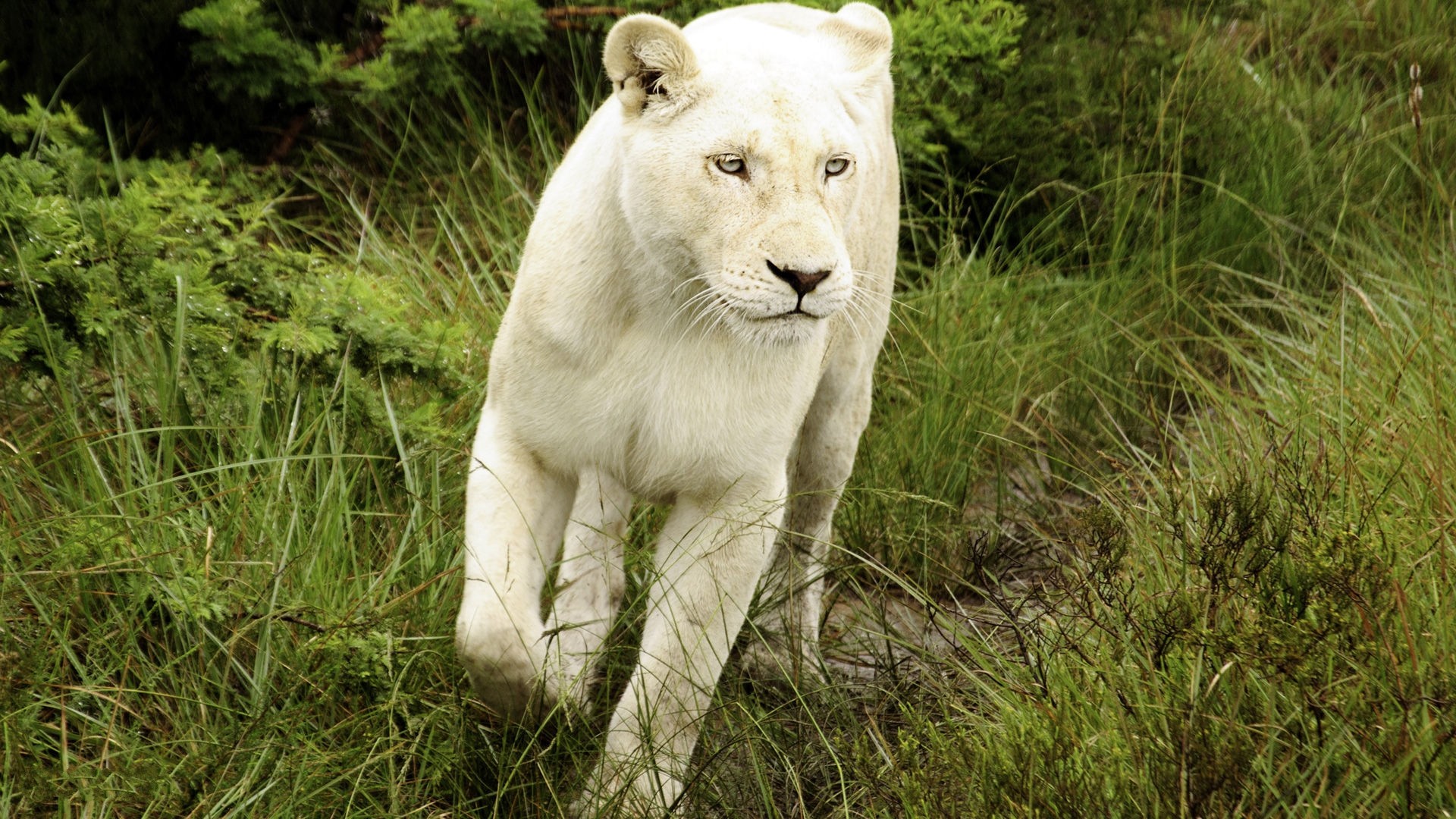 1920x1080 wallpaper.wiki-White-Lion-Pictures-HD-PIC-WPE00179