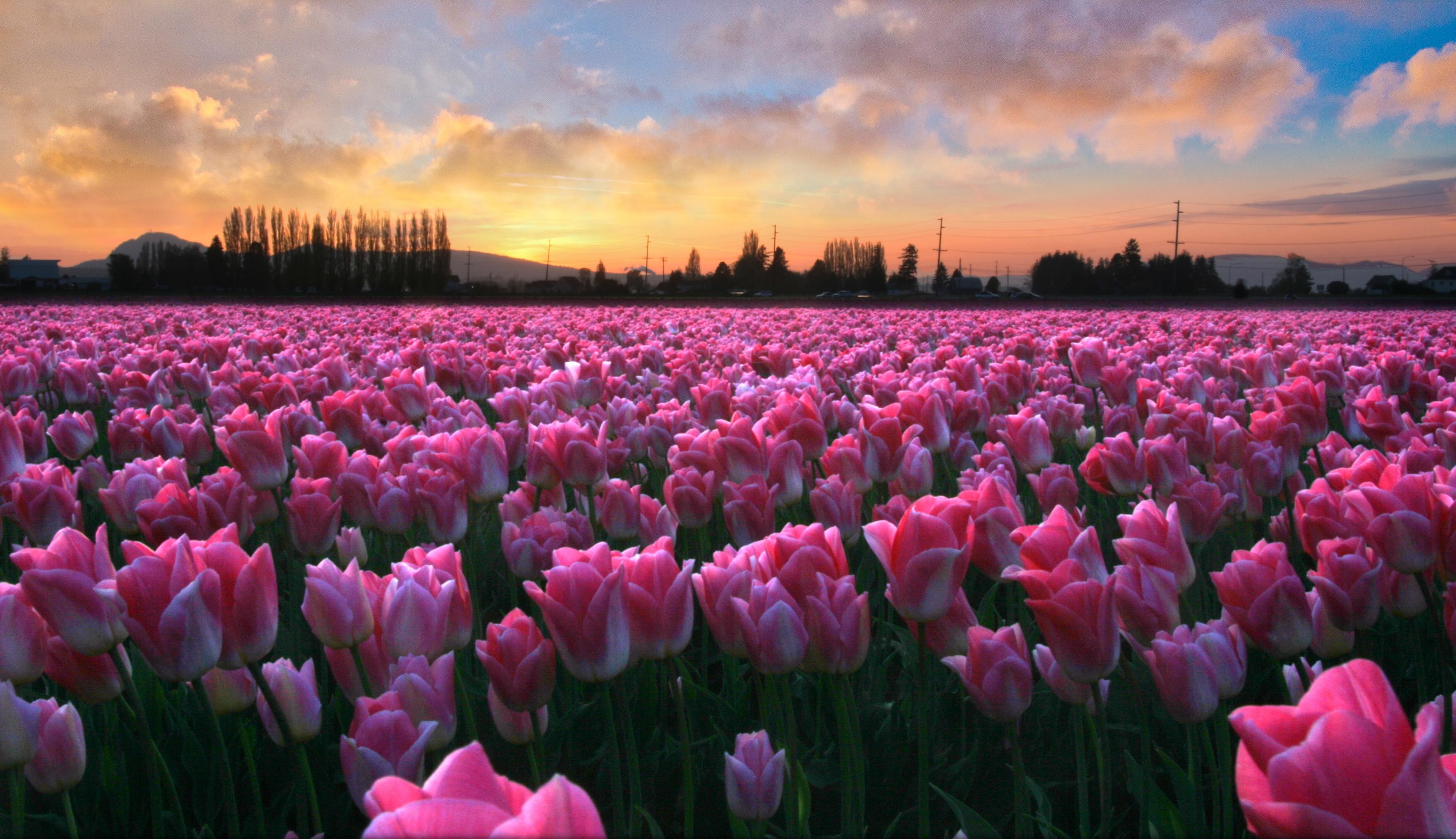 3506x2020 Pink Tulips Wallpapers