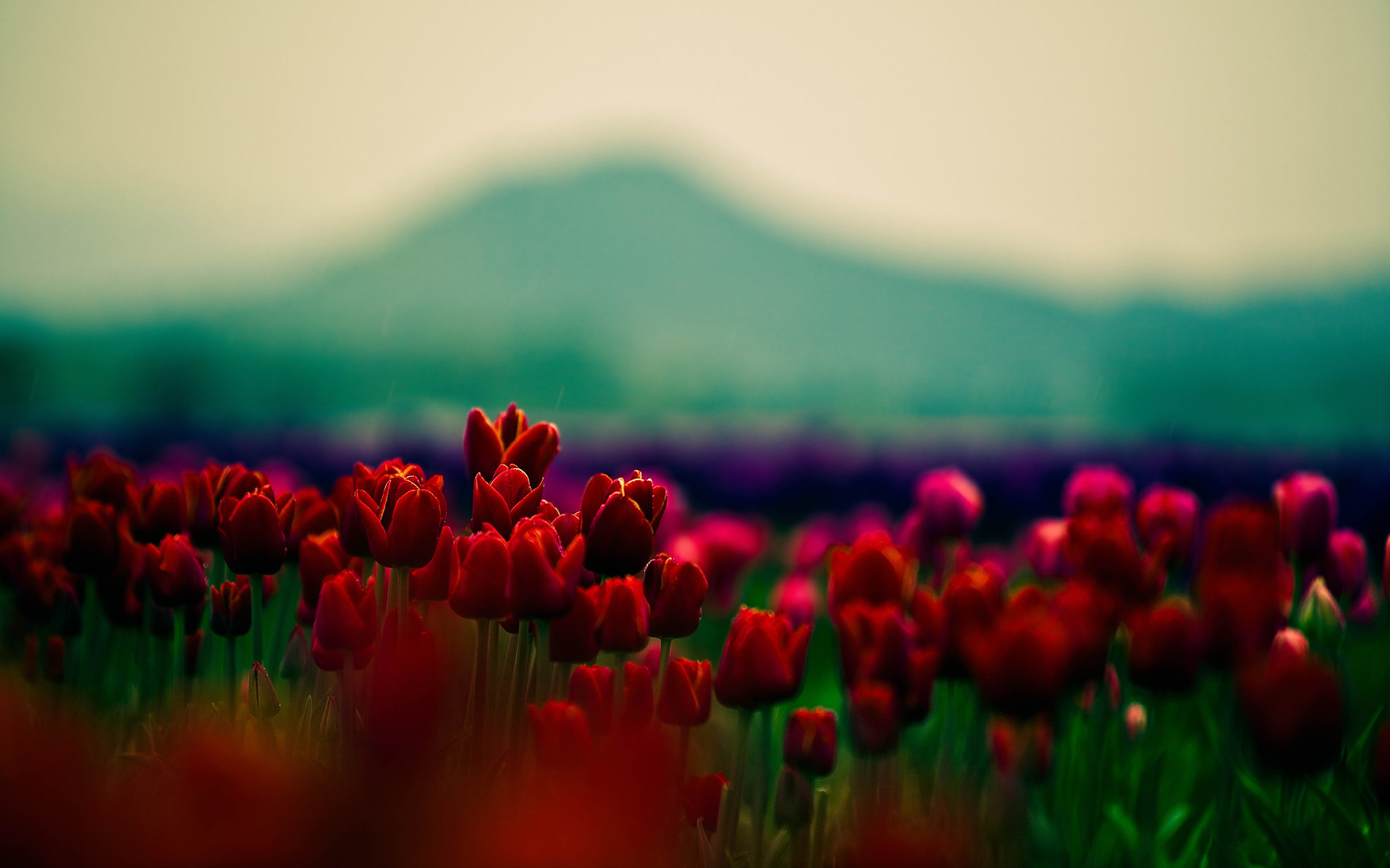 1920x1200 Beautiful Red Flowers 33710