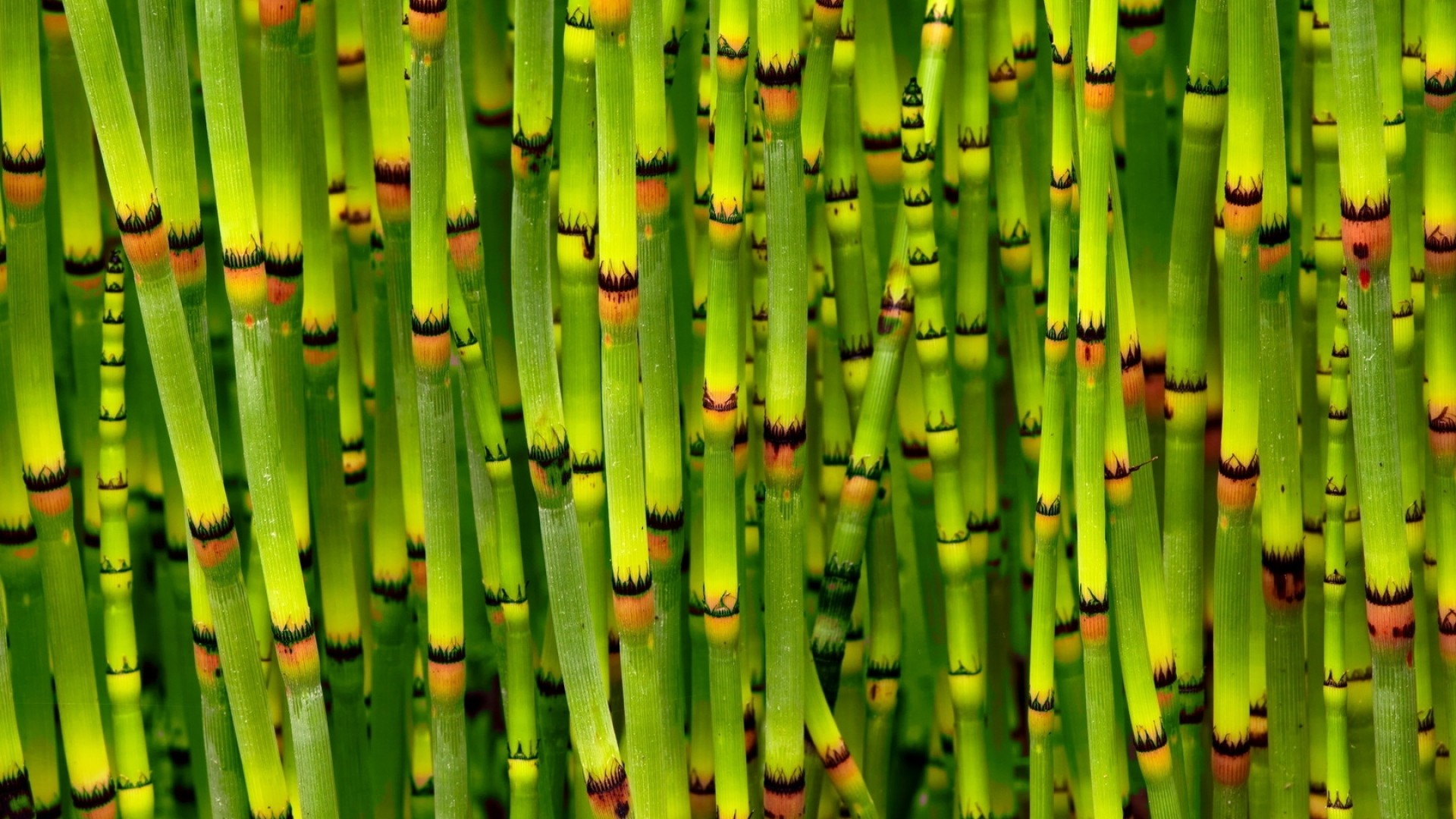 1920x1080 Preview wallpaper bamboo, stalks, escapes, young, green, bright 