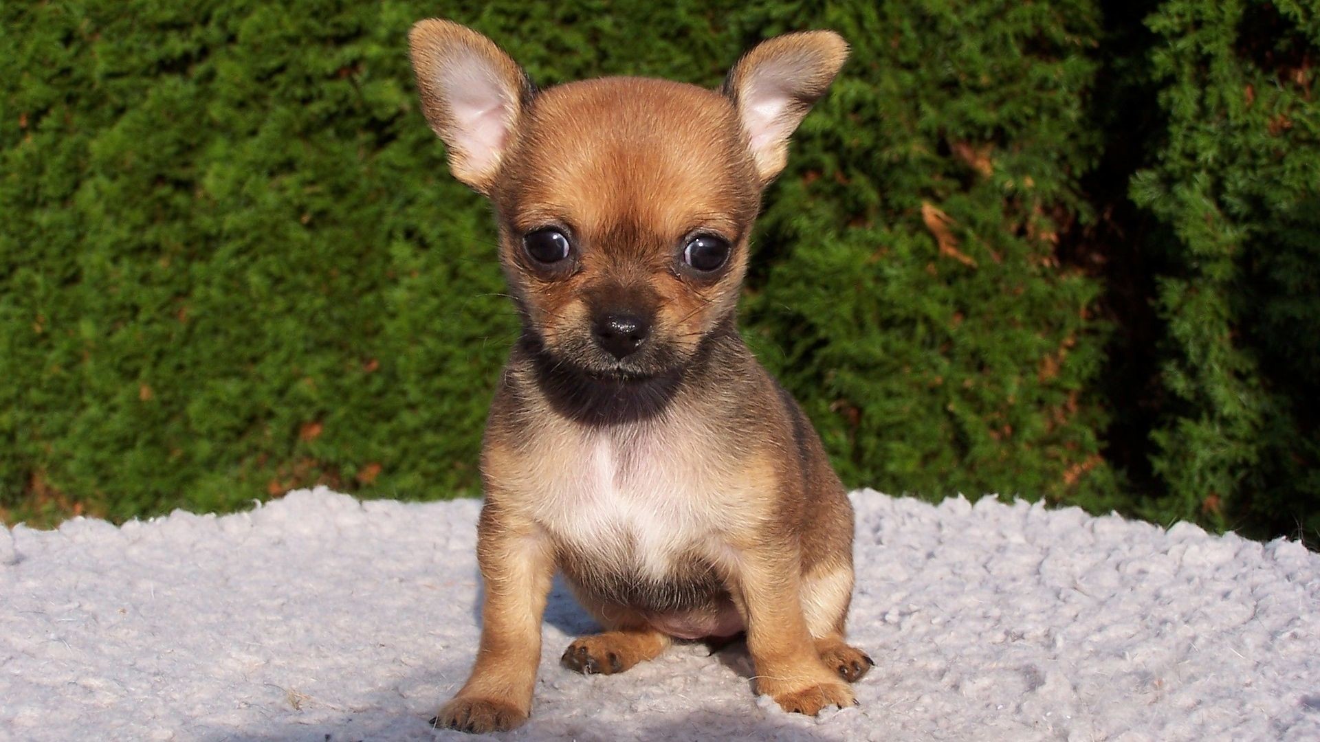 1920x1080 Chihuahua Puppy Cute Wallpaper