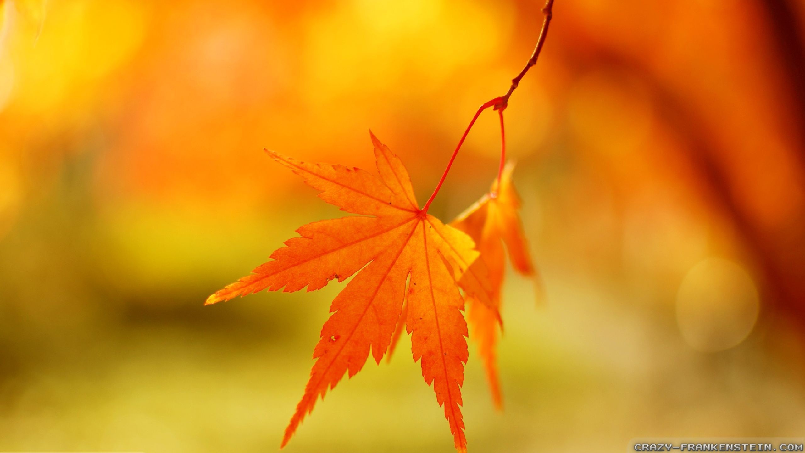 2560x1440 Autumn Leaf Wallpaper